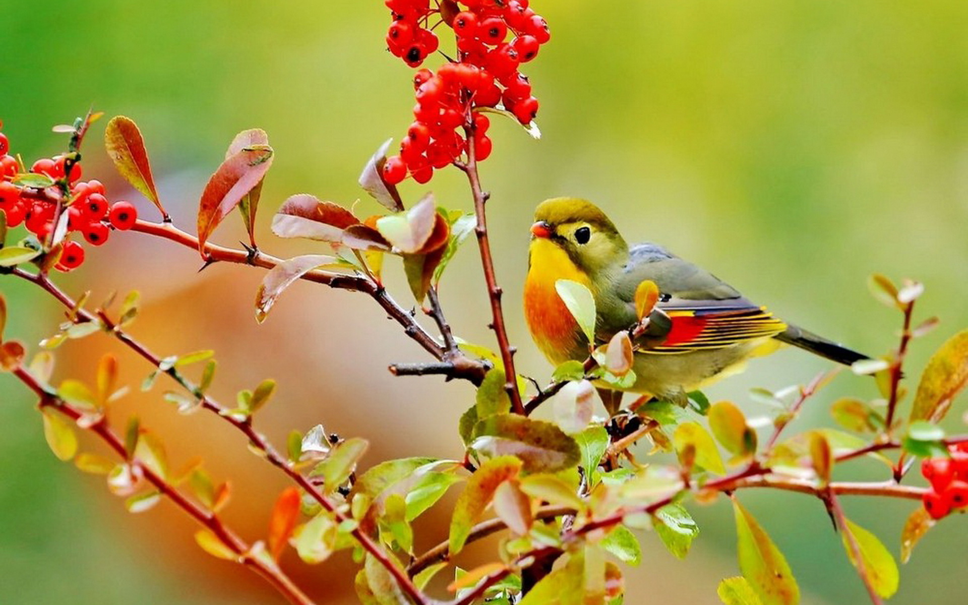 《飞鸟与夏花》每天一首自译飞鸟集（217/325） - Translate a poem form Stray Birds everyday