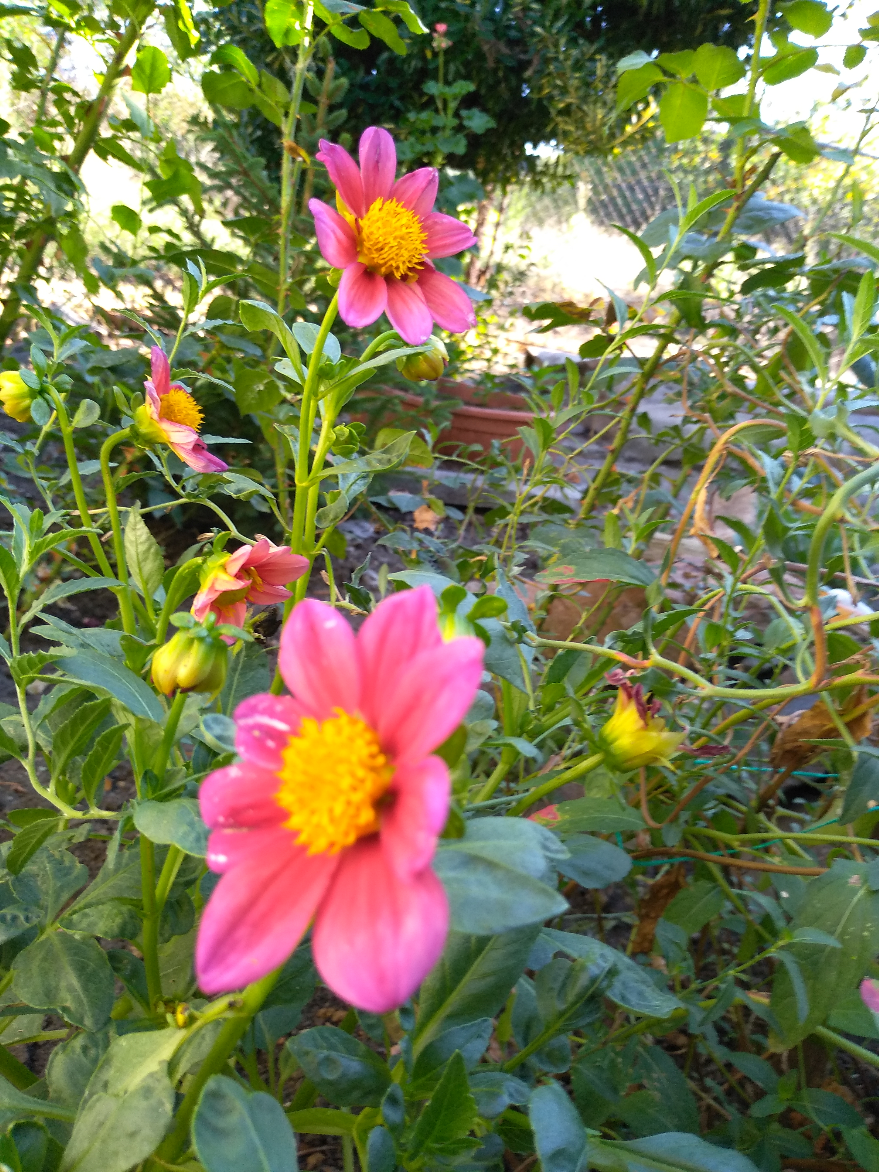 IMG_20190819_173711.jpg