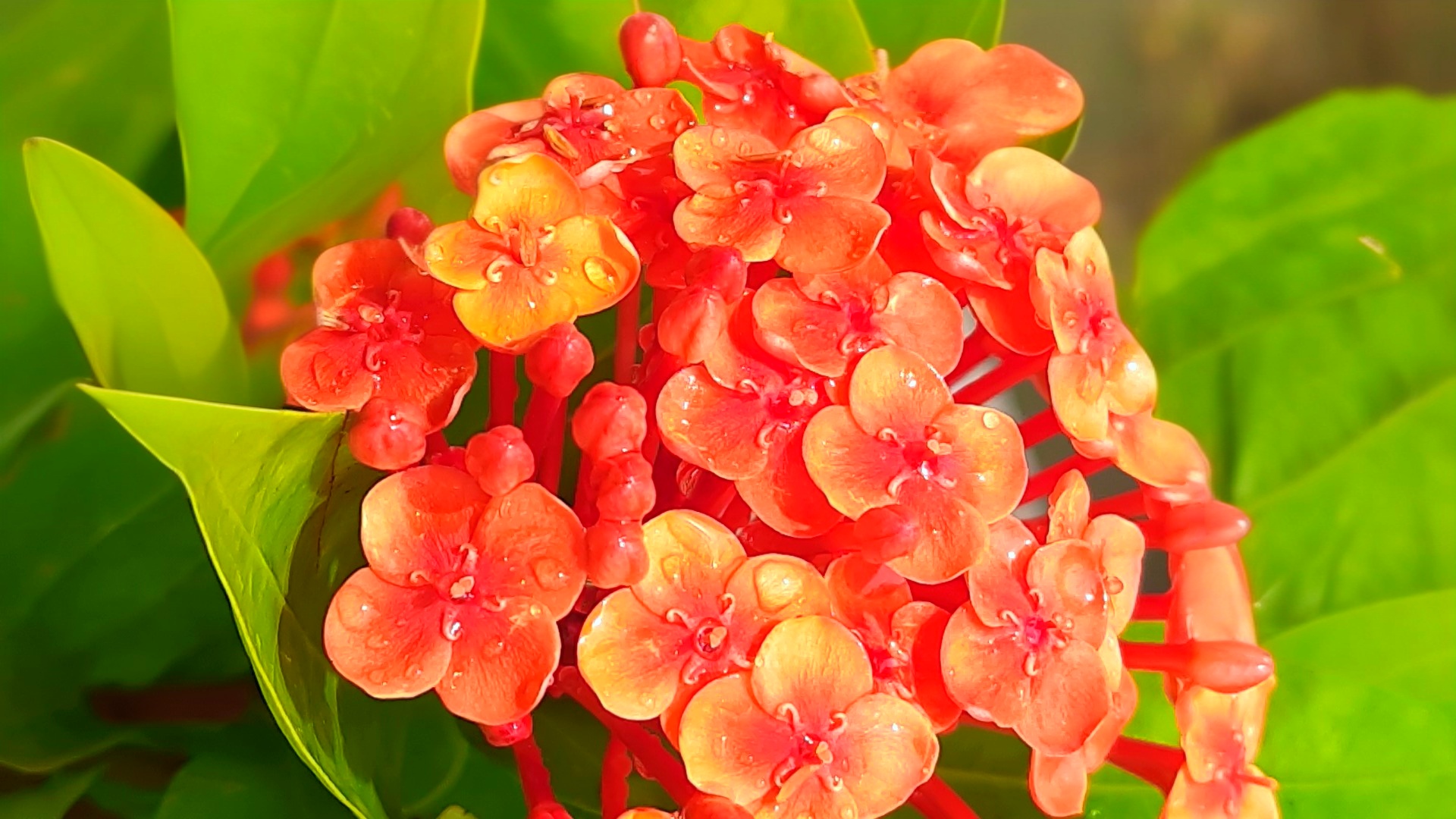 Ronggon flower photography