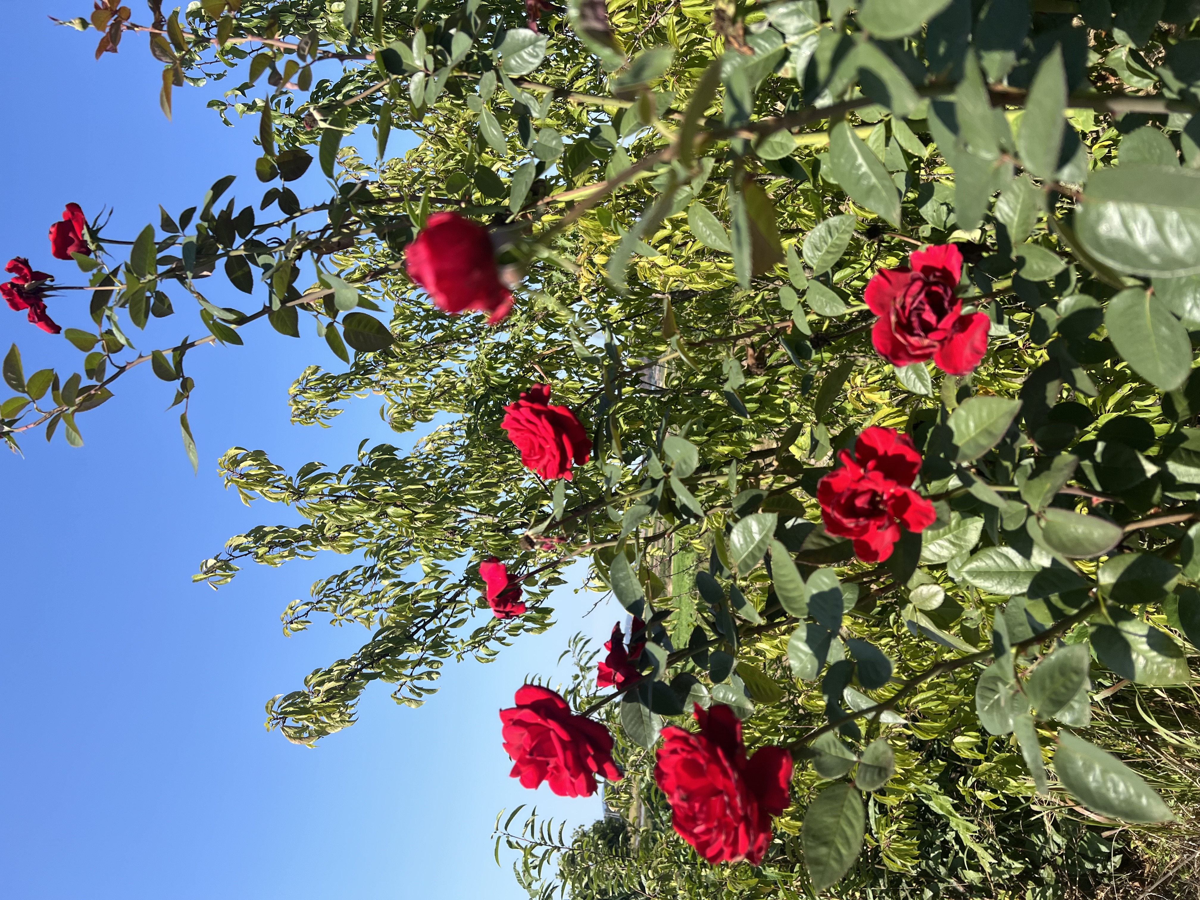IMG_5398.jpeg