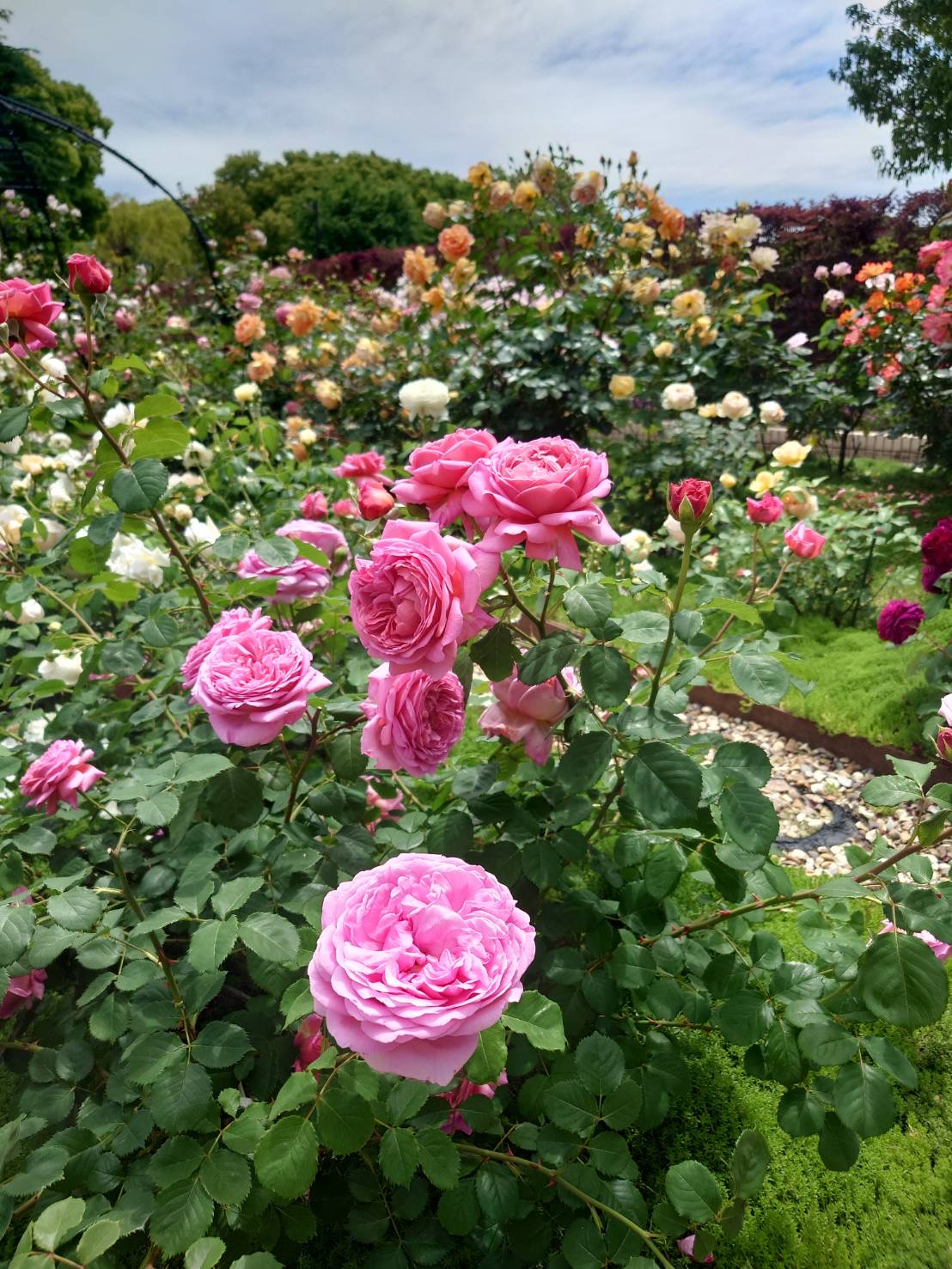 rose garden3.jpg