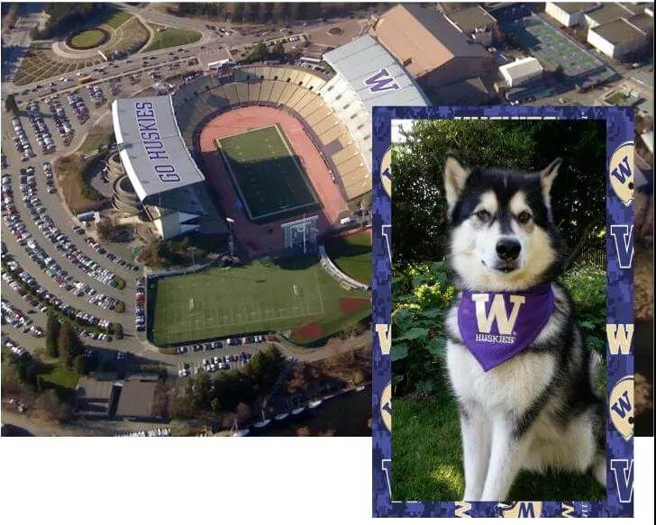 The mascot of the University of Washington is also a huskies pic6.jpg