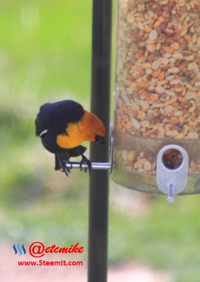 Yellow-headed Blackbird PFW59.jpg