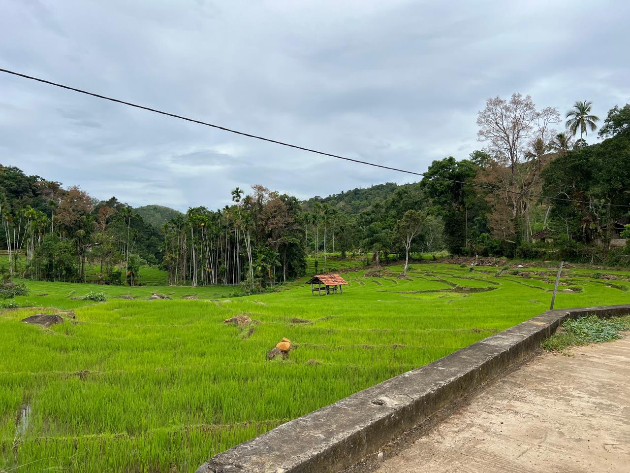 Maradola Sri Lanka.jpeg