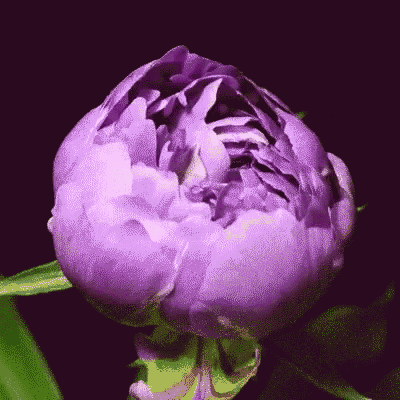 blooming flower.gif