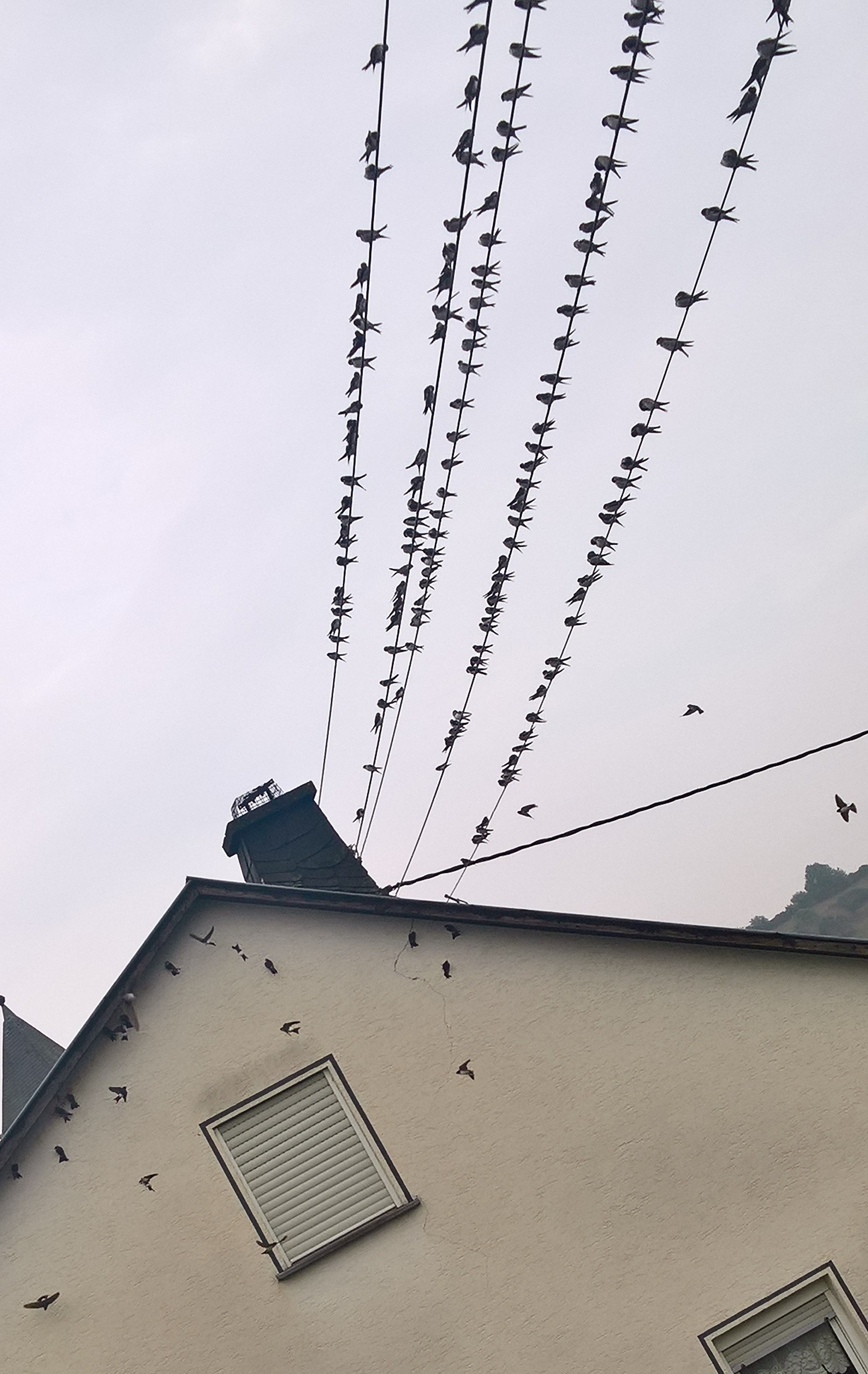 WP_20180906_08_58_21_Rich_LI (2).jpg