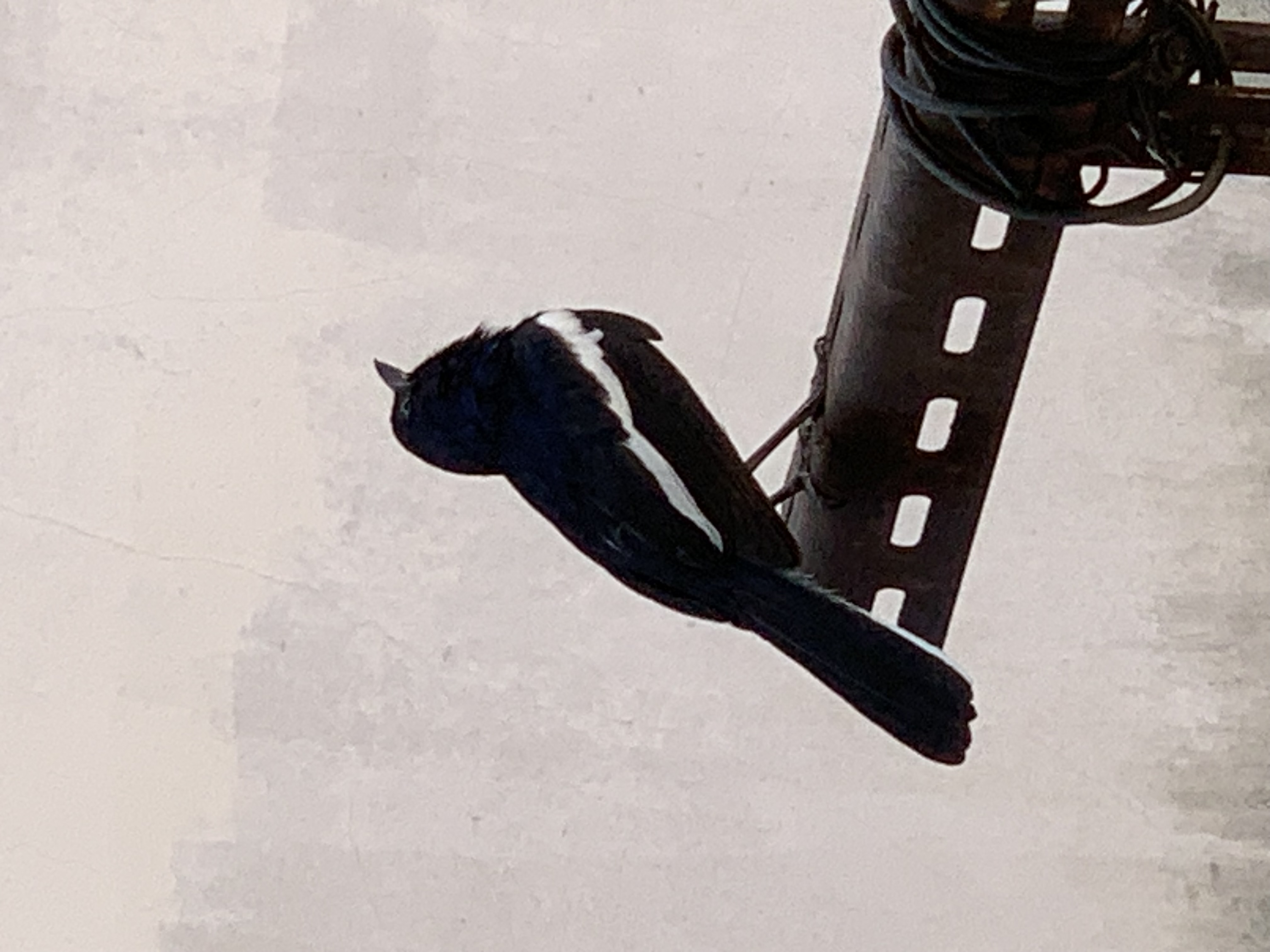 bird104.jpg