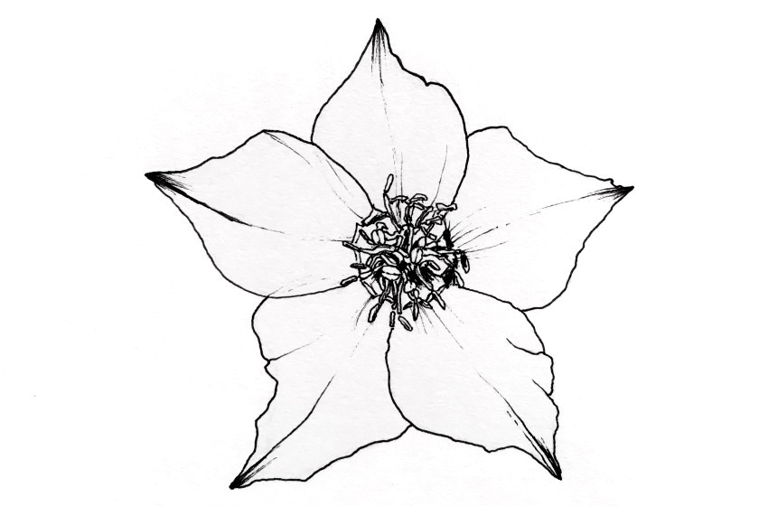 hellebore-flower-pen-drawing.jpg