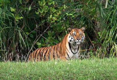 sundarban++Bangladesh.jpg