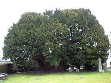 Llangernyw.jpg