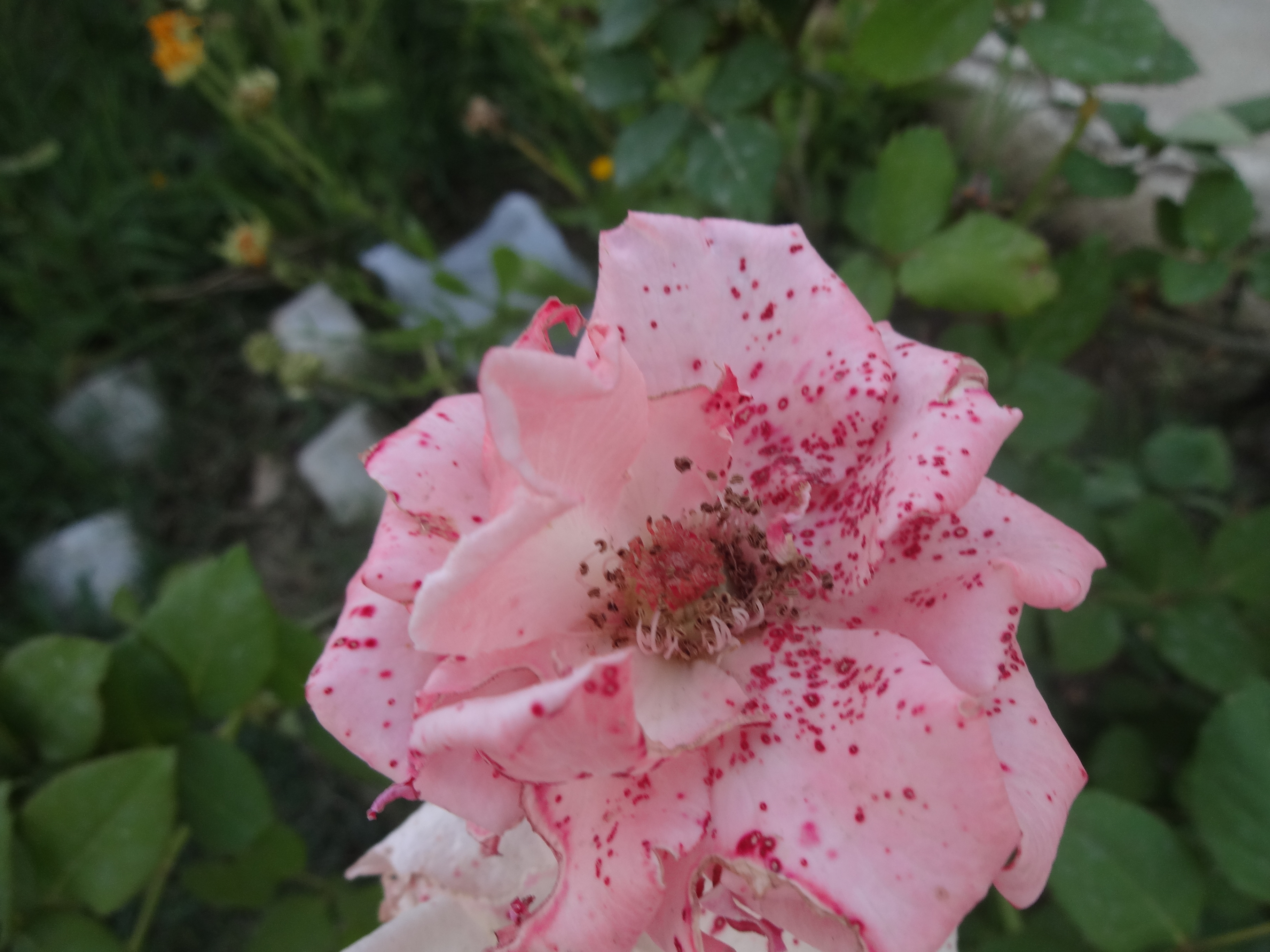 DSC02228.JPG