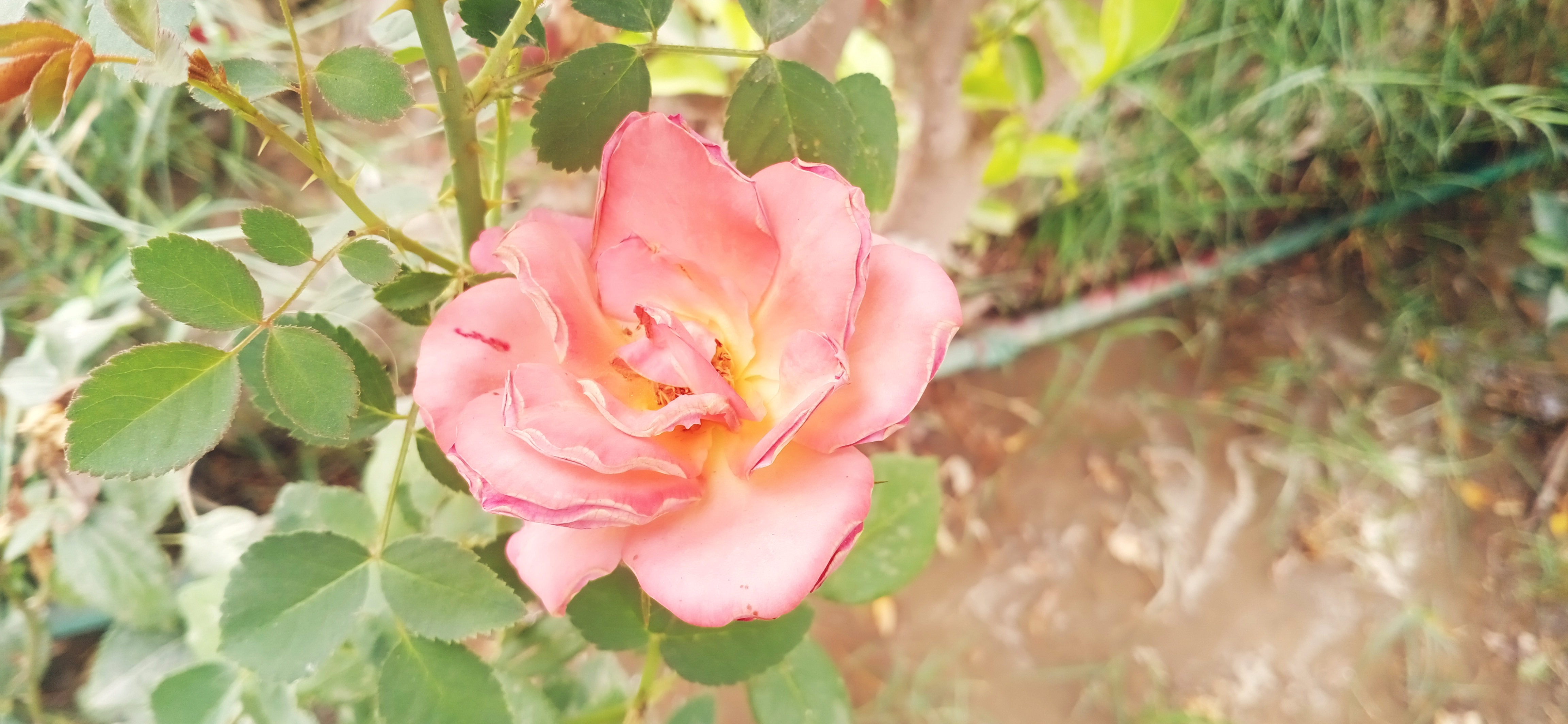 IMG_20210529_095513.jpg
