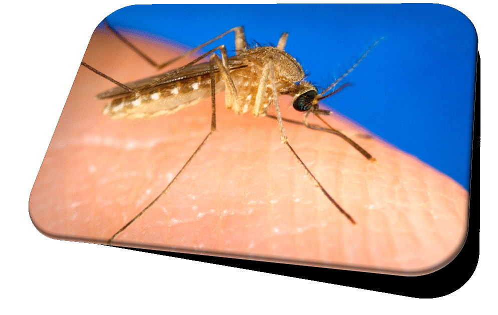 mosqui1.gif