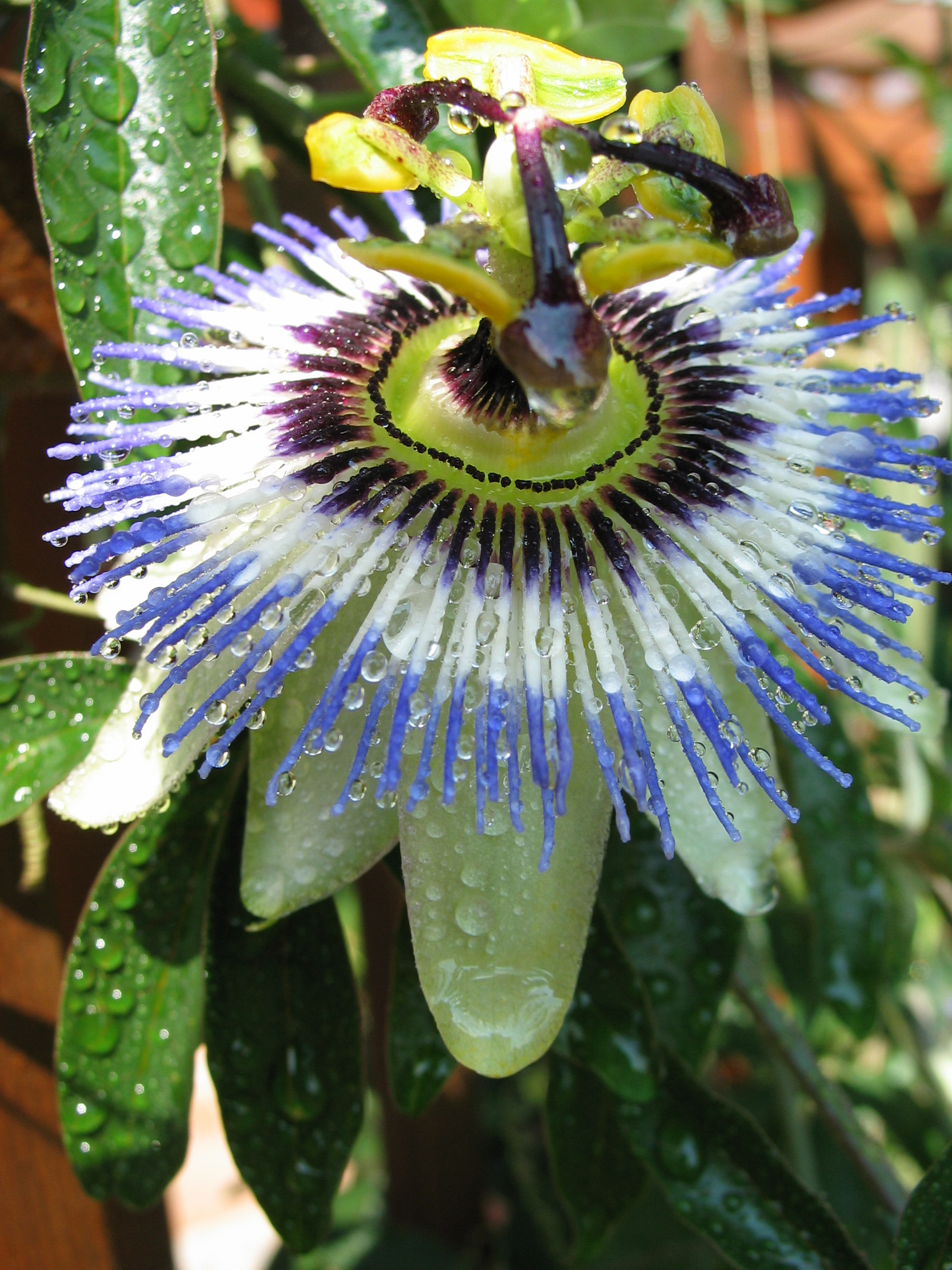 Tropfen_Passionsblume3.jpg