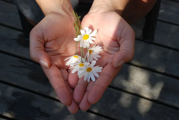 flower-22656__480.webp