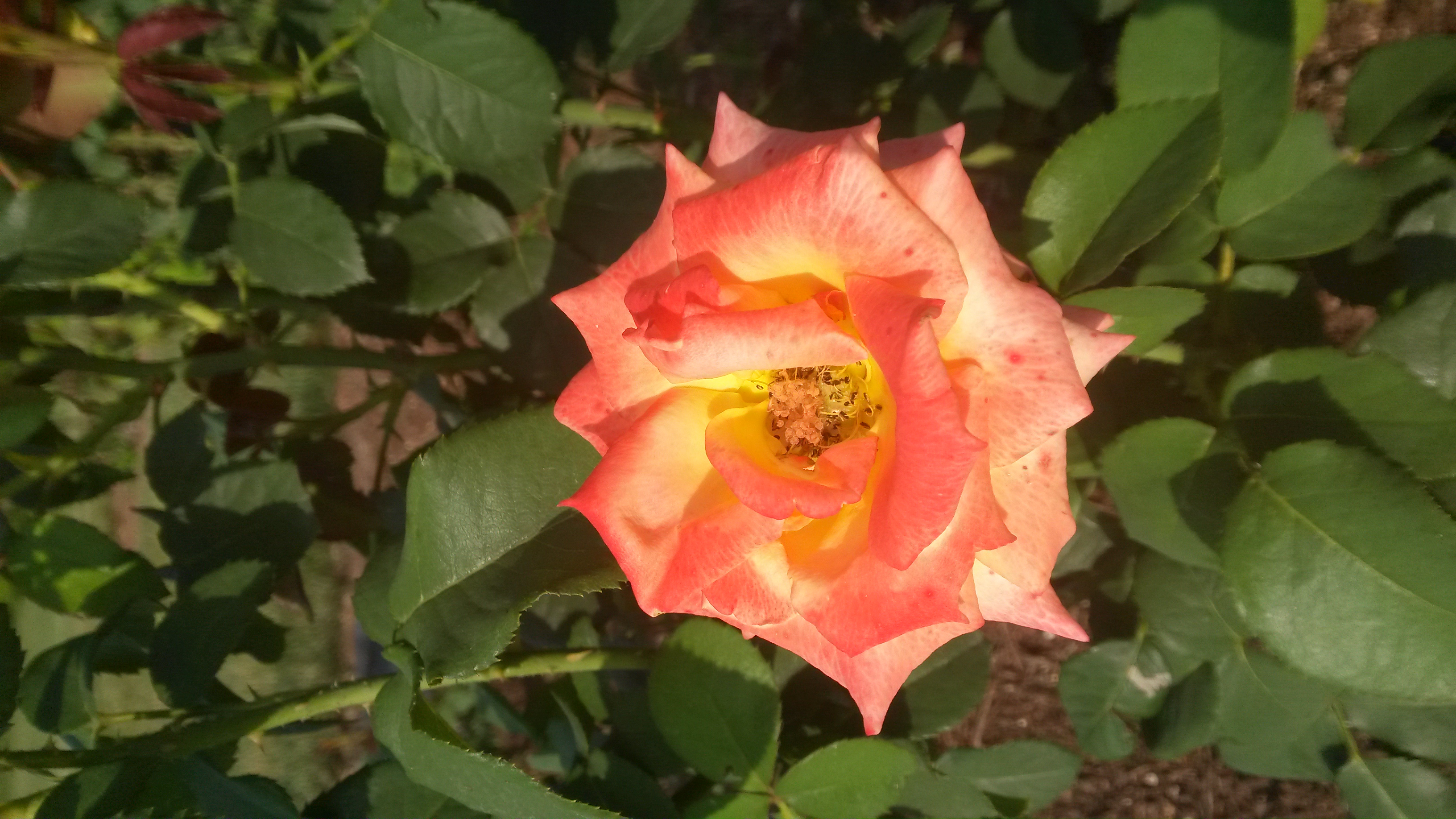 wildflower8292