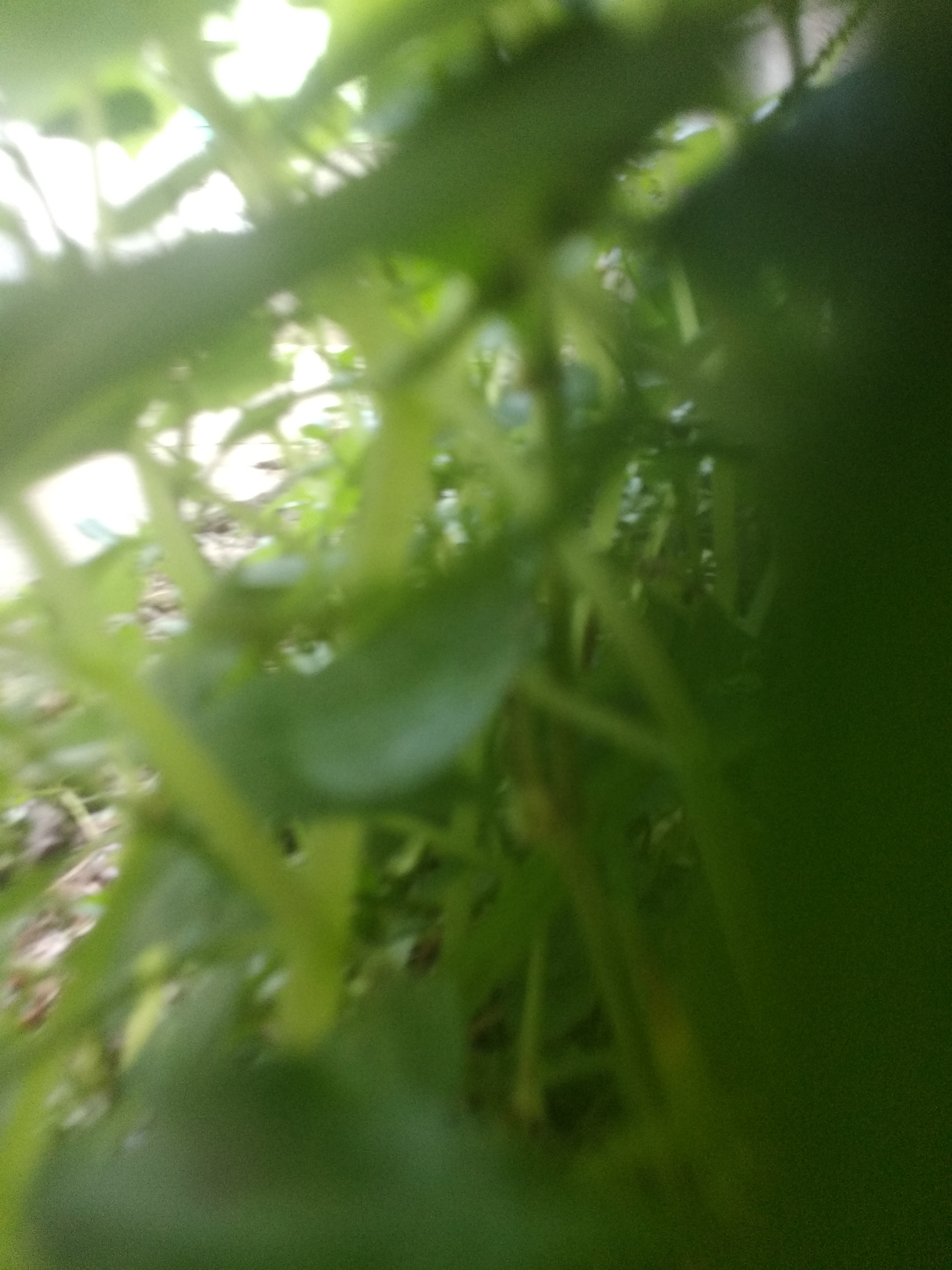 IMG_20220708_173301_1.jpg