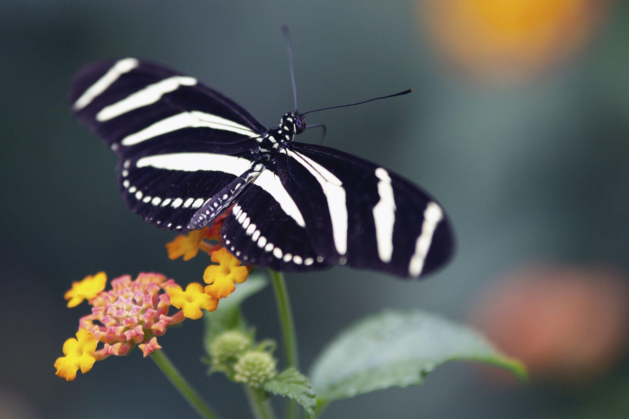 Beautiful Zebra Butterfly (2).jpg