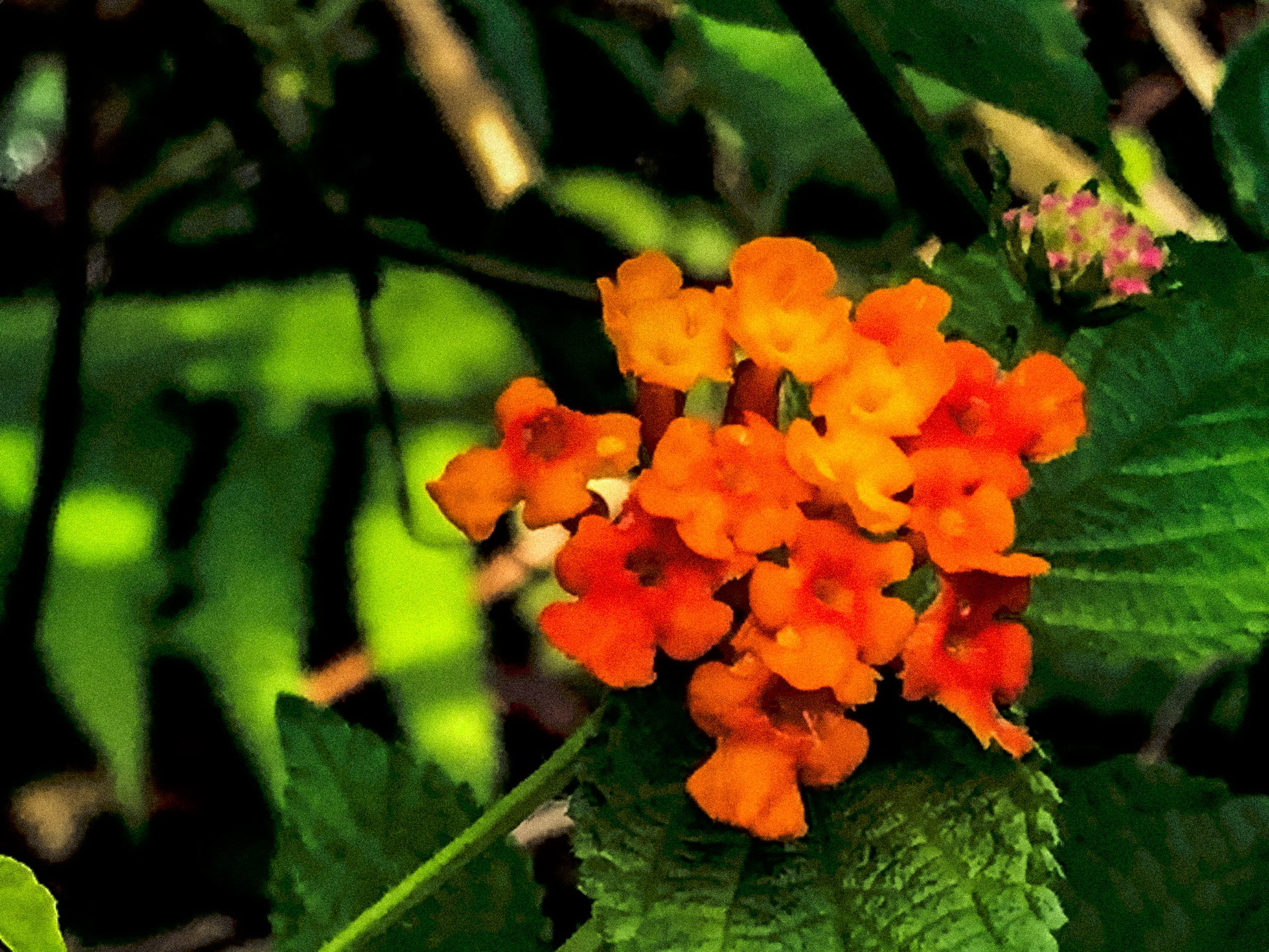 9EE8D9A1-7089-4909-82B7-524C3673A62D.jpeg