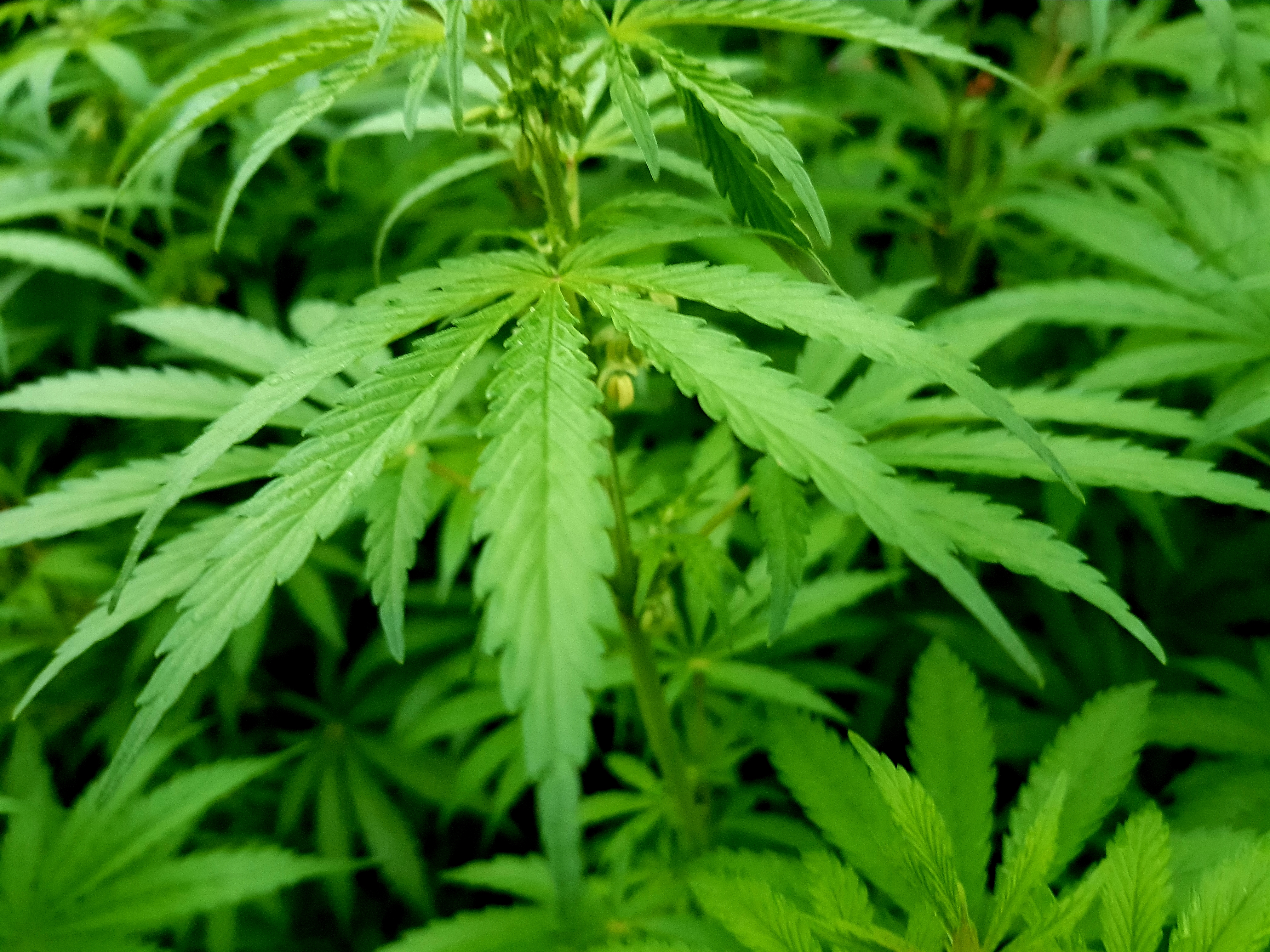 Marijuana (8).jpg