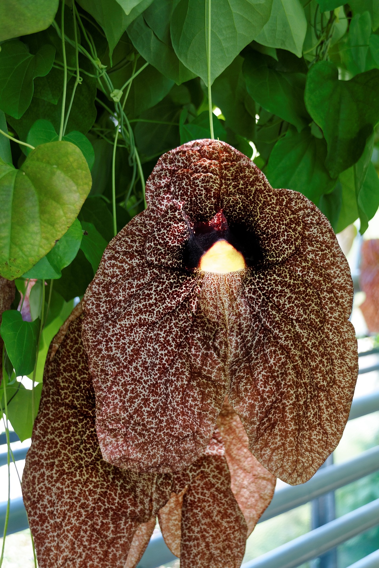 Pelican Flower.jpg