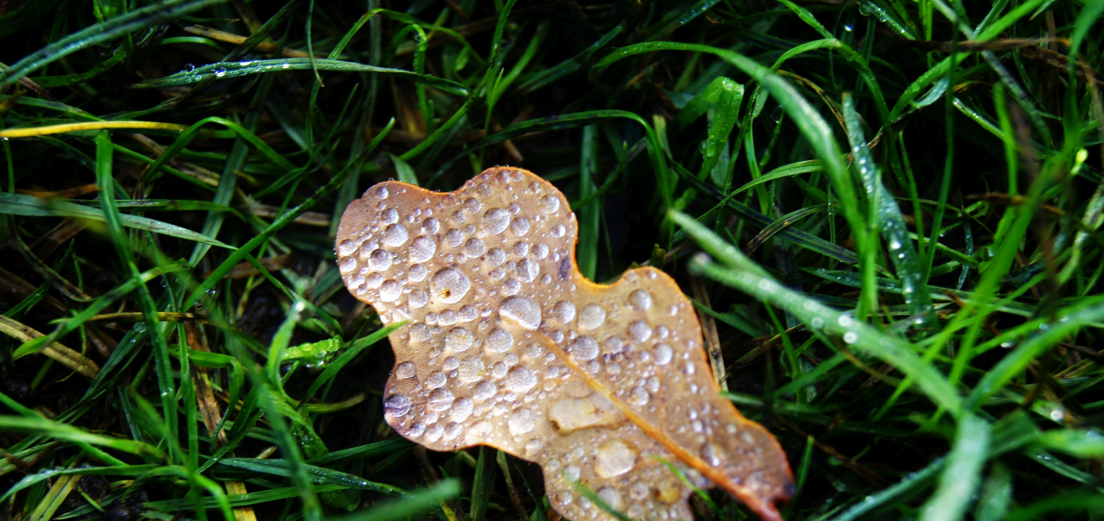 DSC02088.jpg