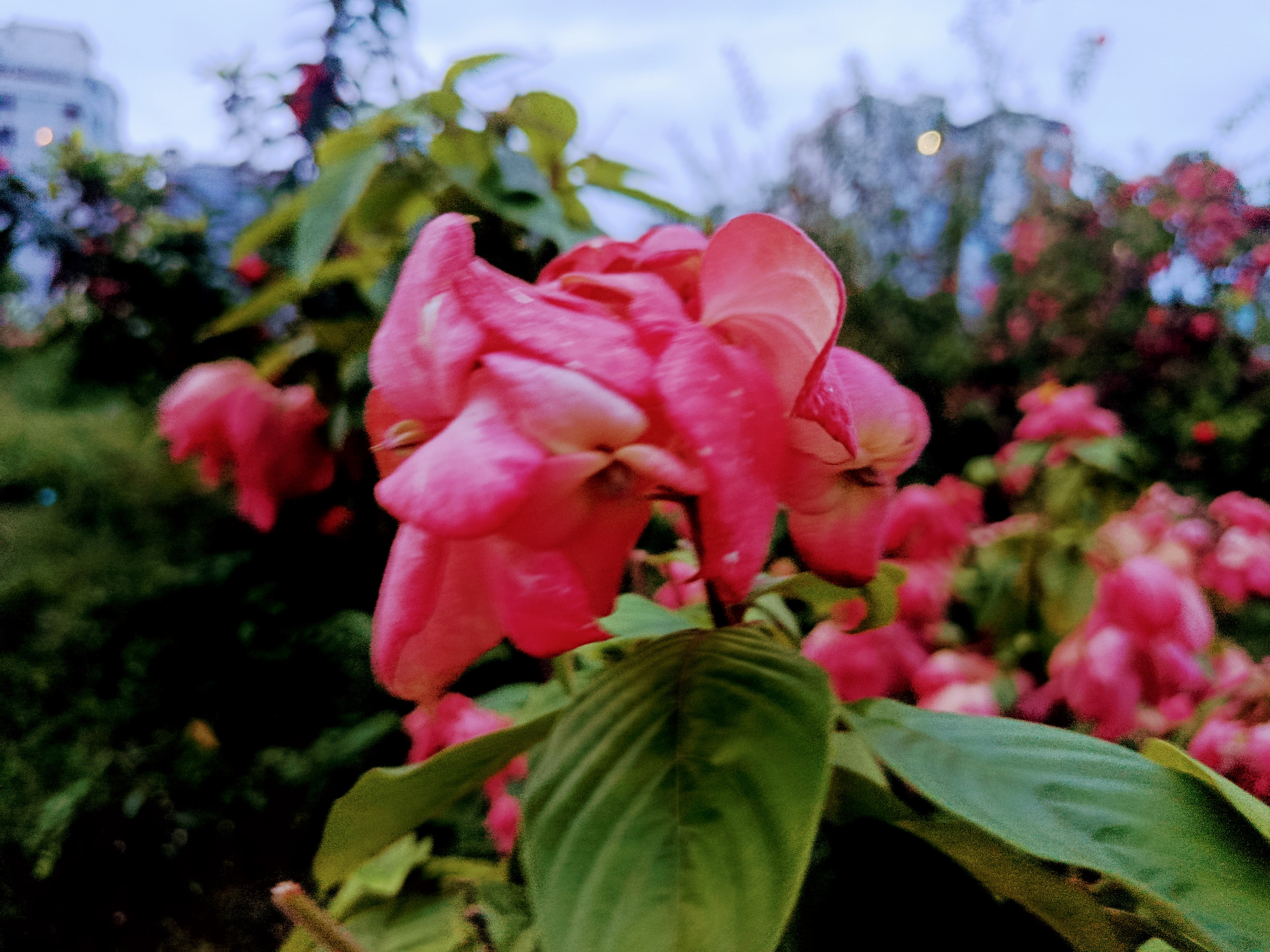 IMG_20250713_184321.jpg