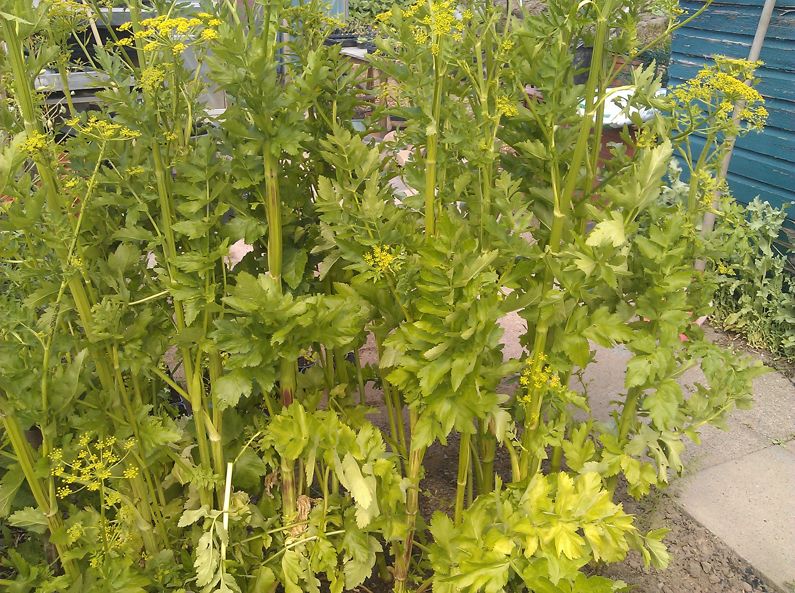 pastinaca_flower_view.jpg