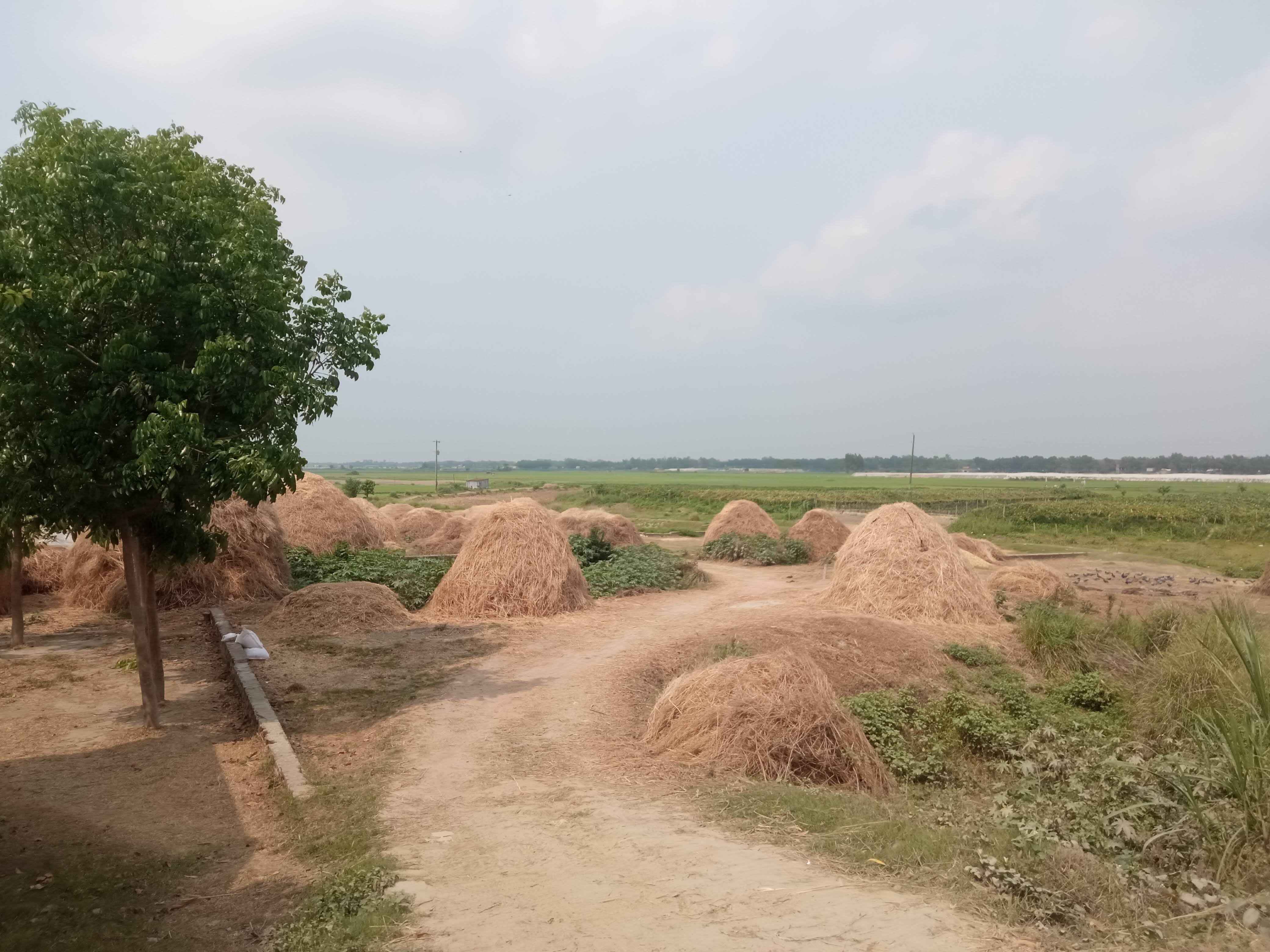 নেচার (2).jpg