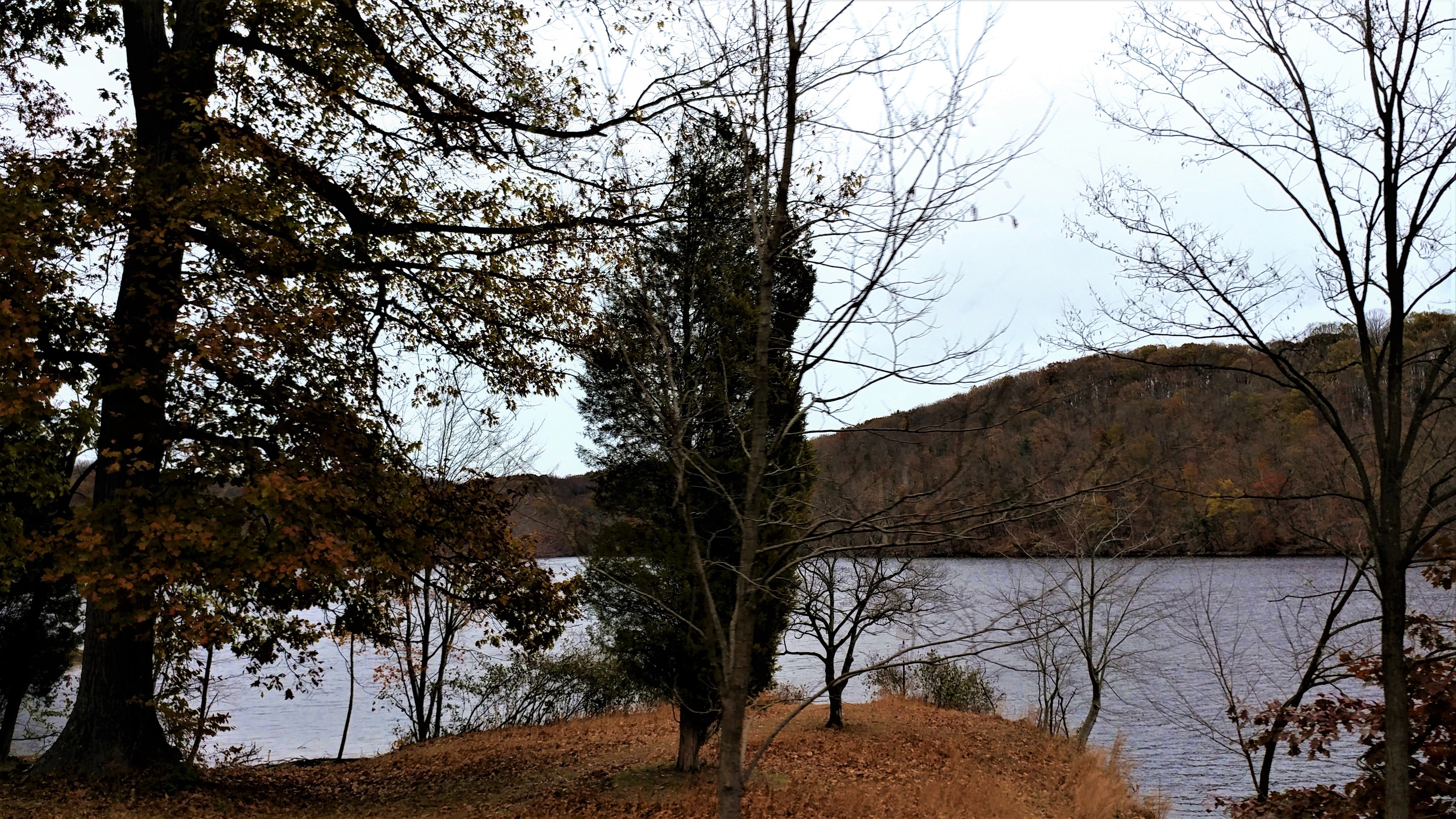 treetuesday11-19-19-3ok1.jpg