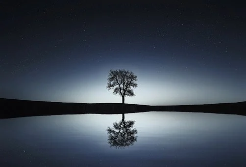 tree-736881__340.webp