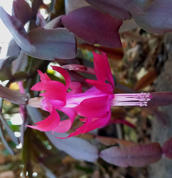 schlumbergera.jpg