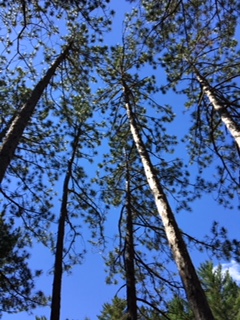 Looking up at a forest of trees