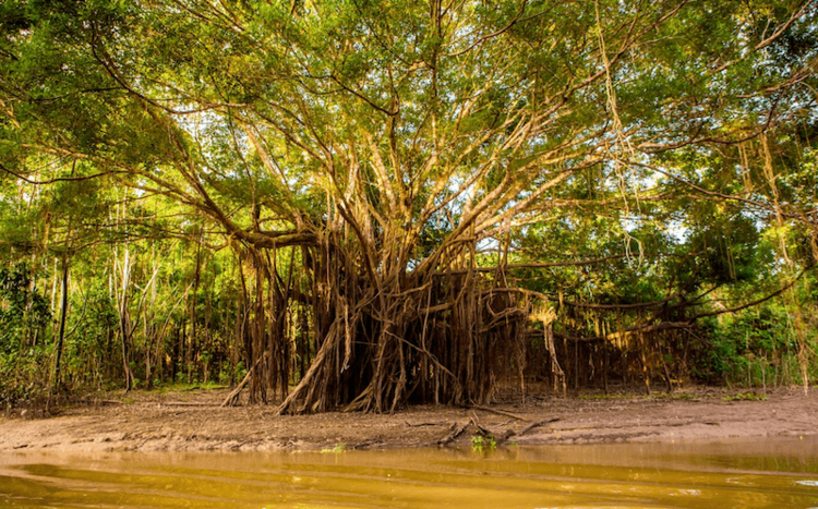 Amazon+rainforest+tree.png