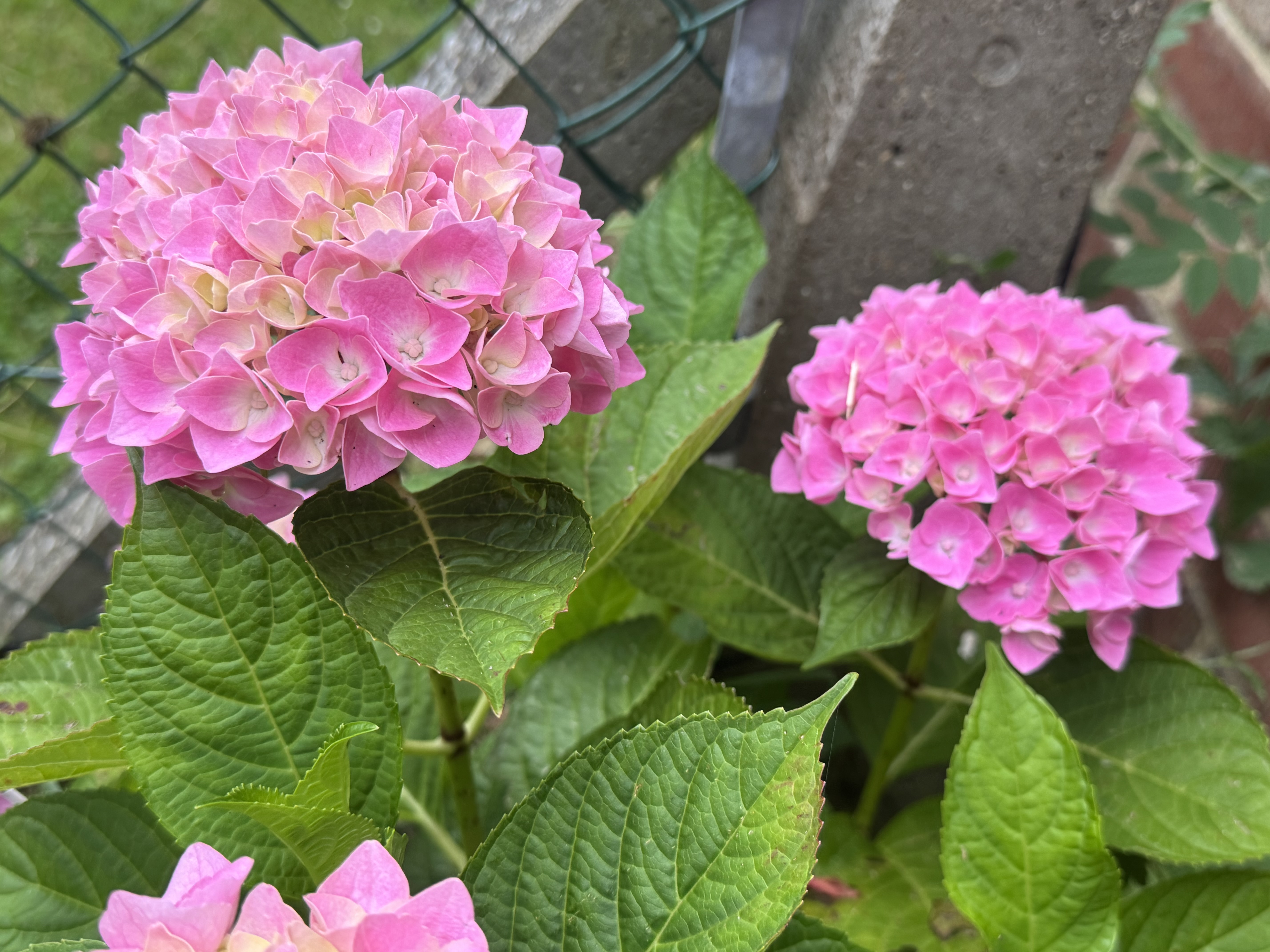 IMG_3540.jpeg