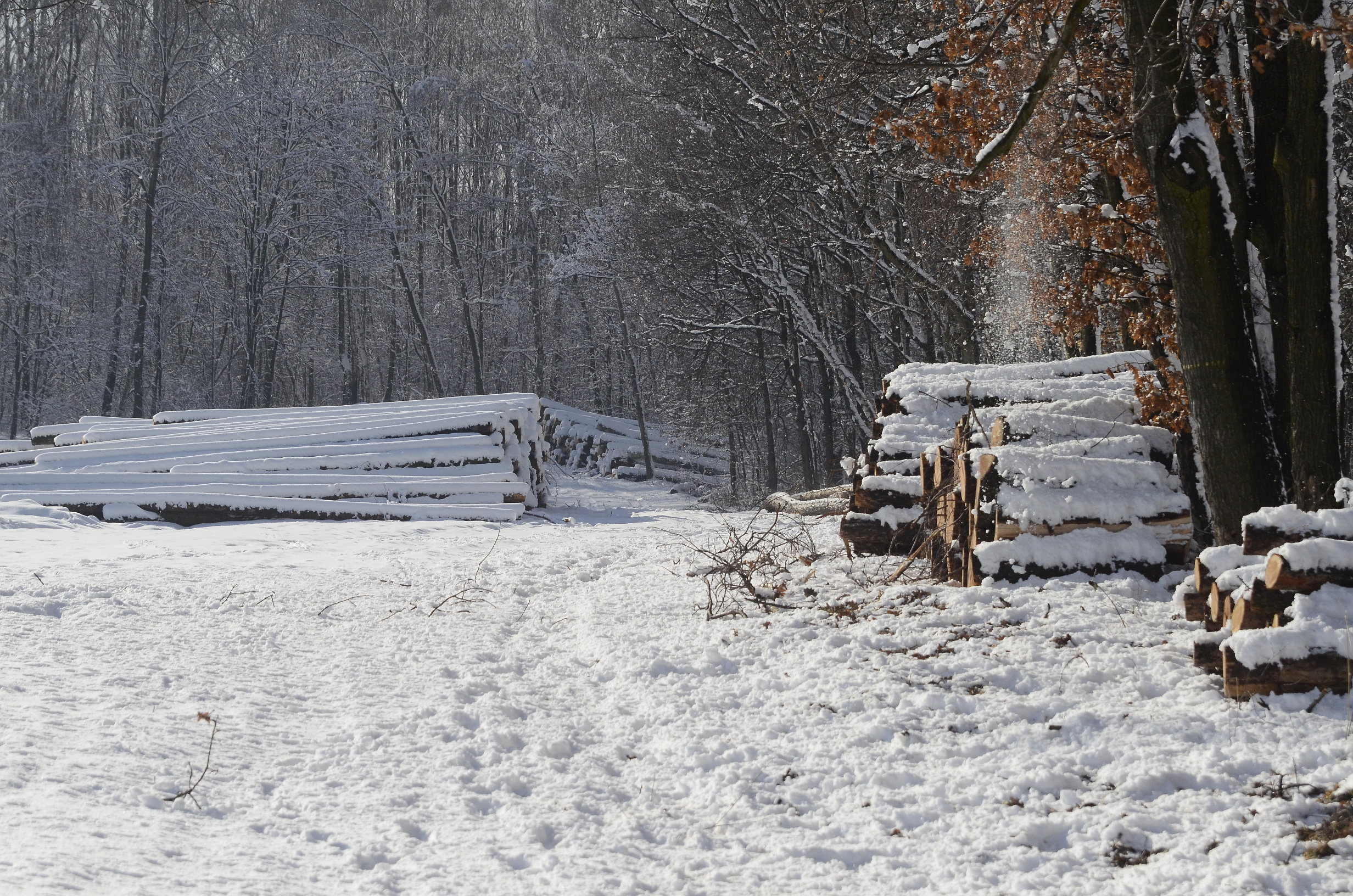 _DSC2596a.JPG