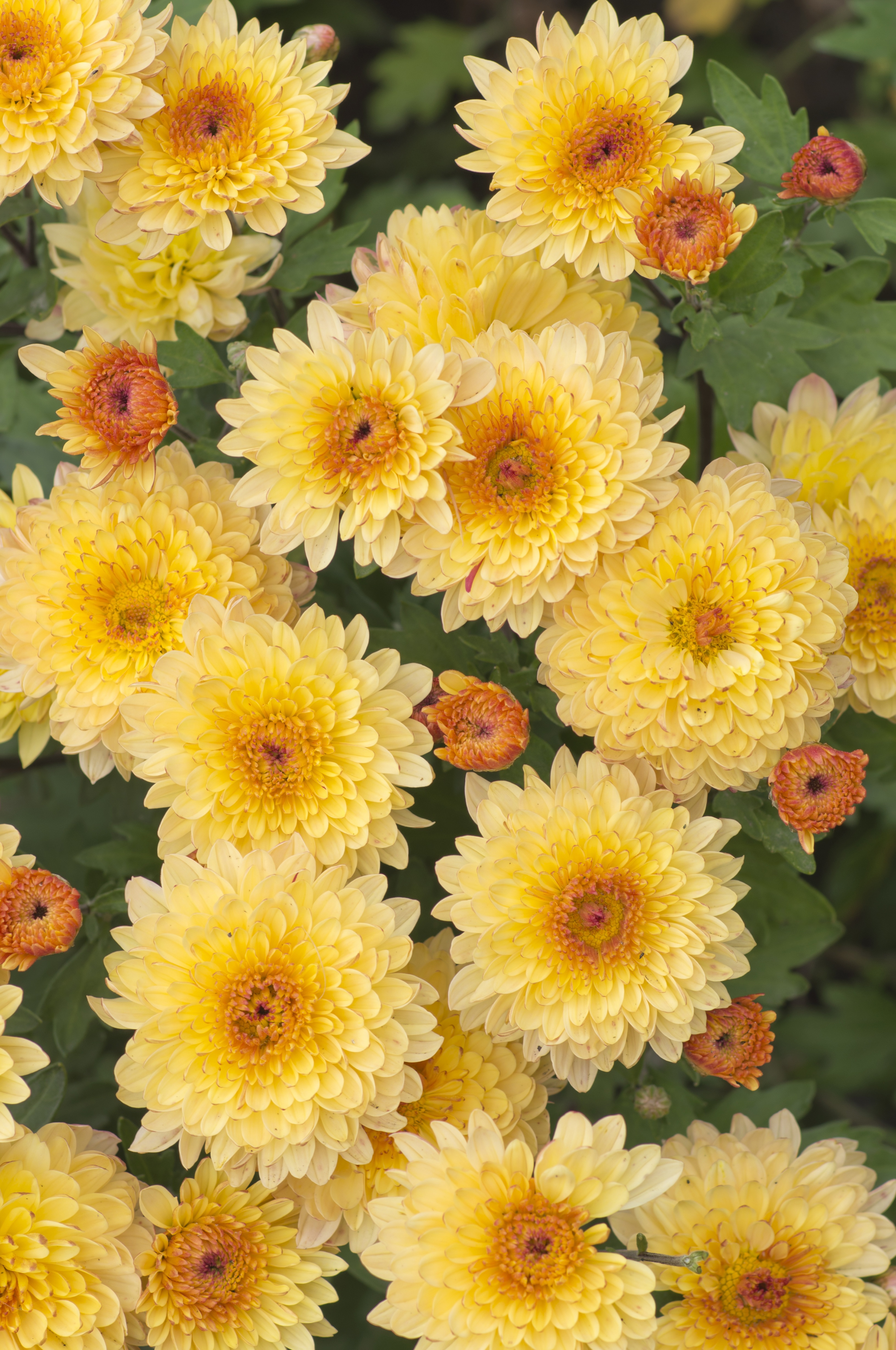 aviavlad-flowers-3597722.jpg