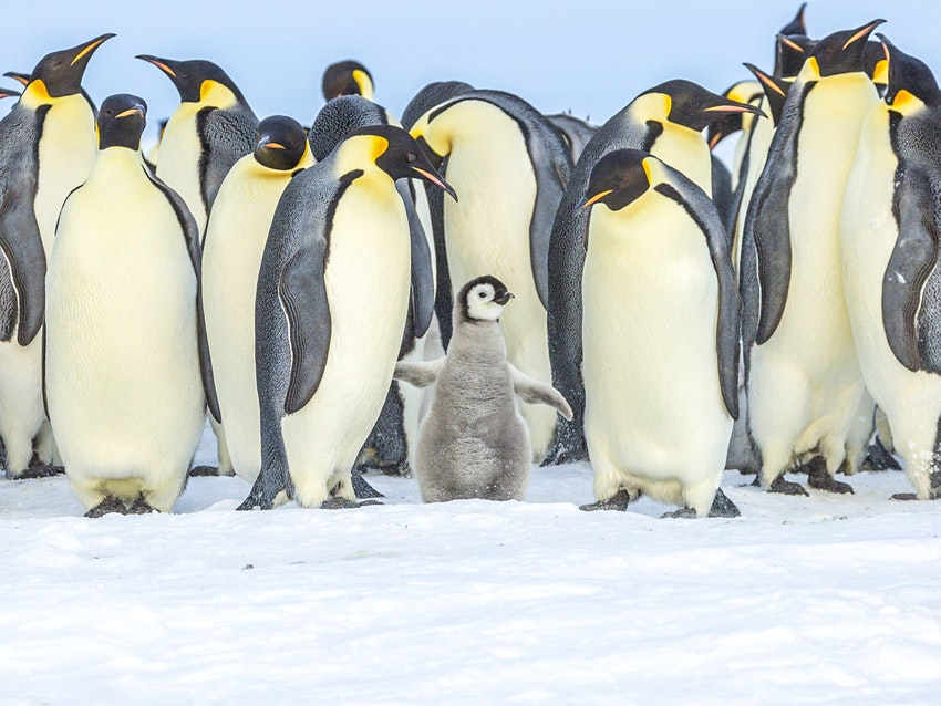 penguins-antarctica.jpg