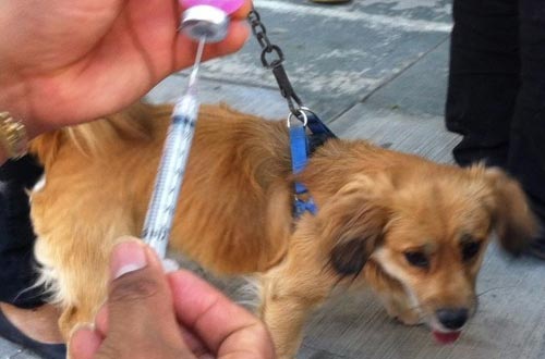 vacunacion-zoonosis.jpg