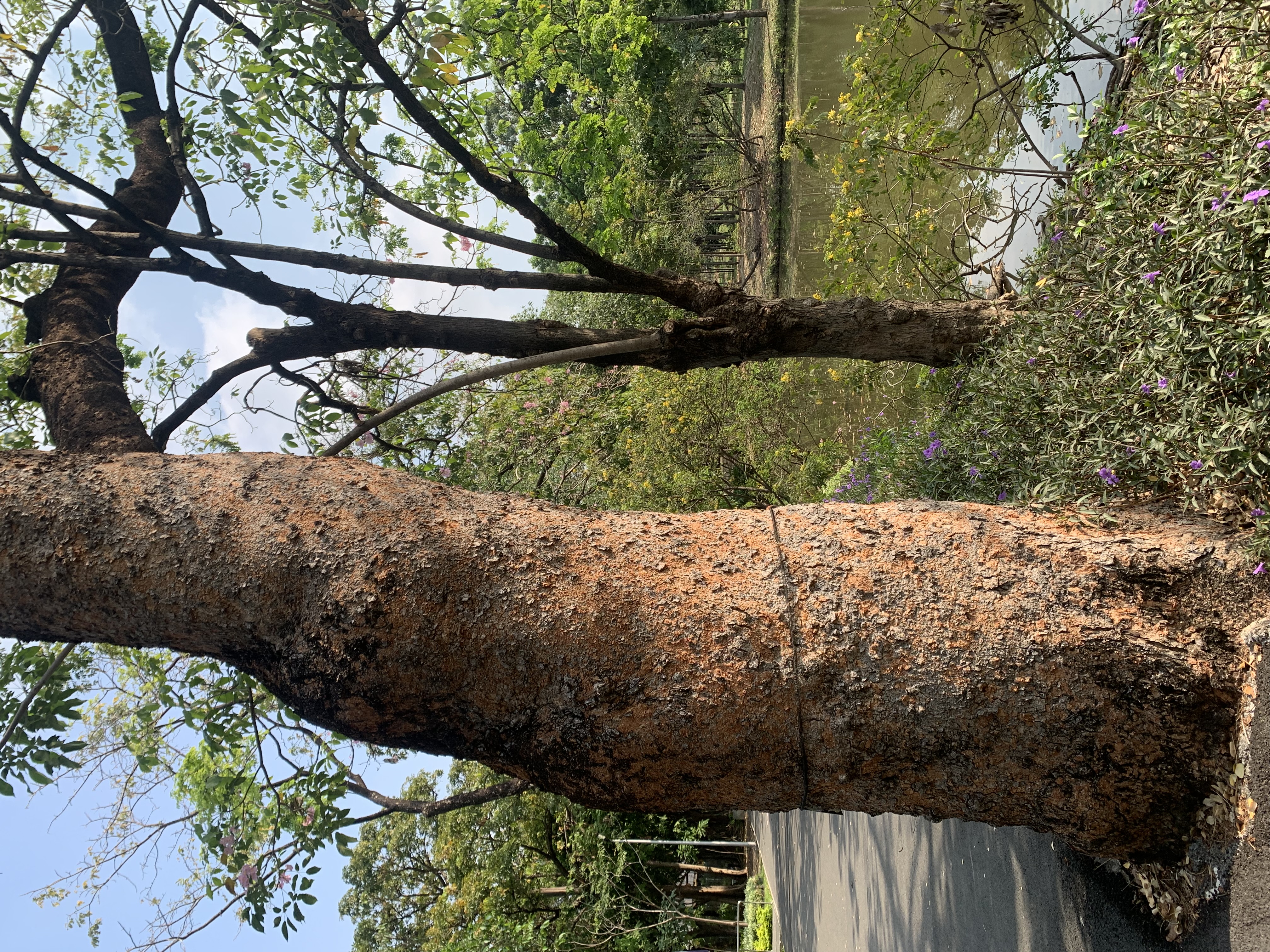 Suan Rot Fai15.jpg