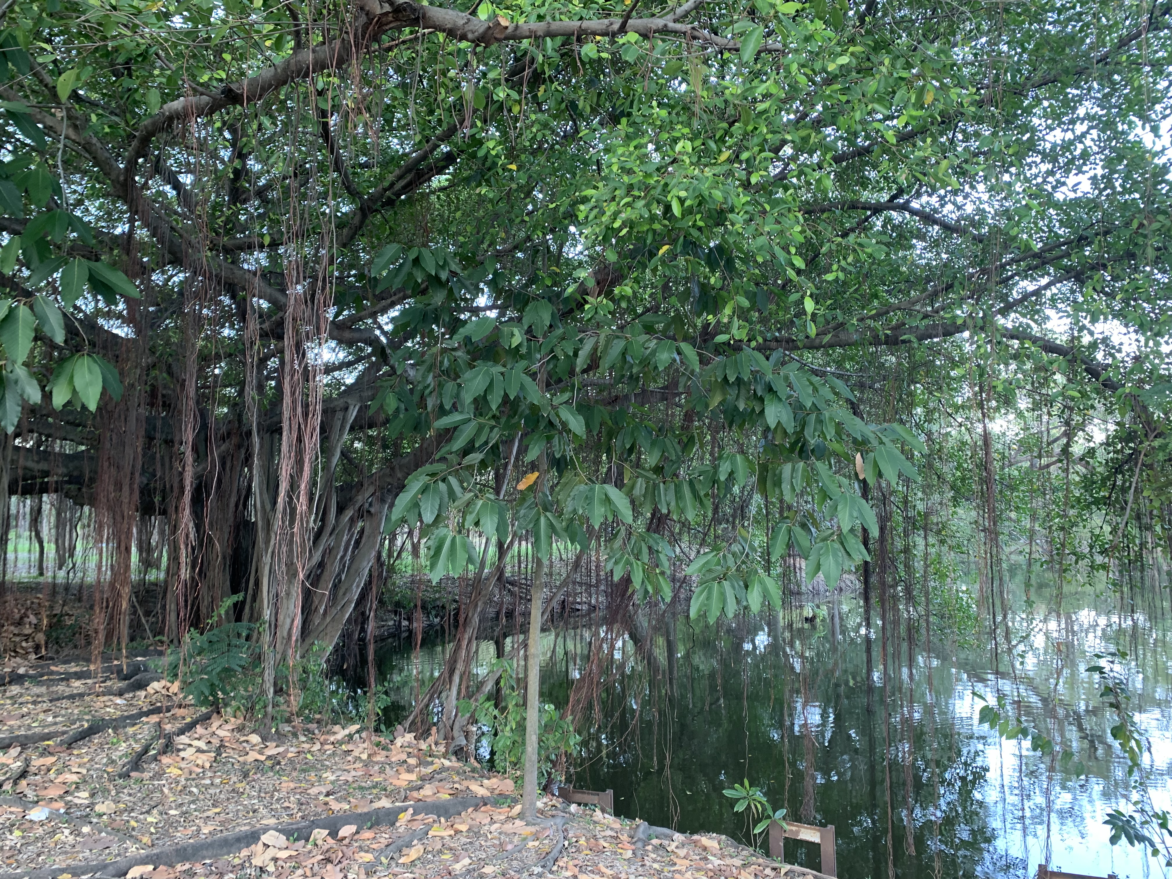 Suan Rot Fai909.jpg