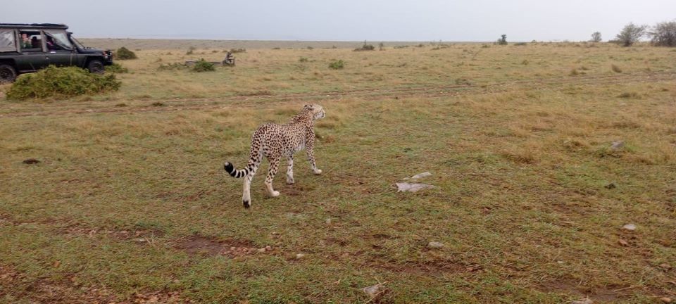 5 day Kenya safaris to 3 best Kenya safari parks tour.jpg