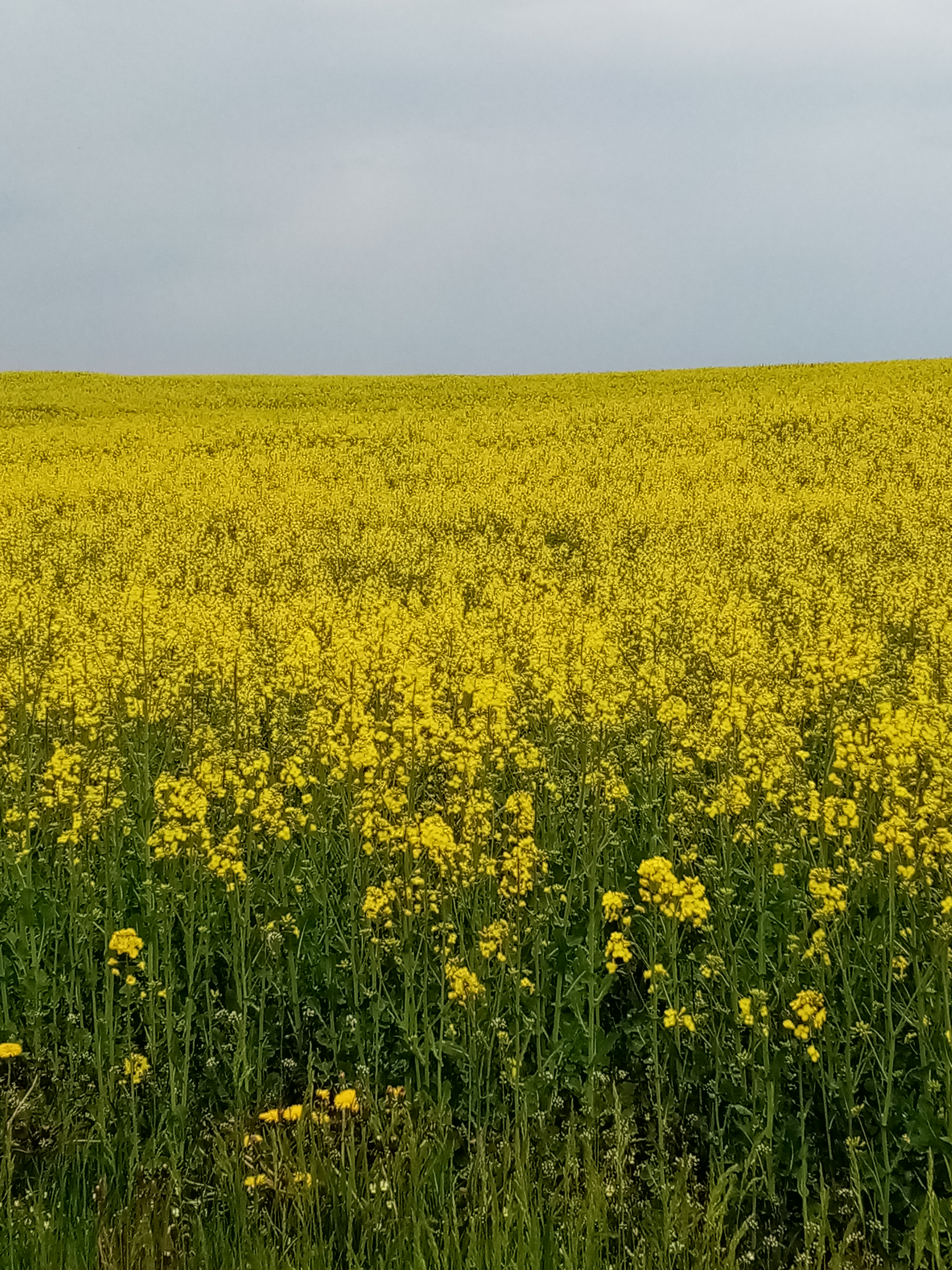 Виднелось желтое поле. Желтые цветы на полях. Поле с желтыми цветами. Что цветет желтым на полях. Маленькие желтые цветочки в поле.