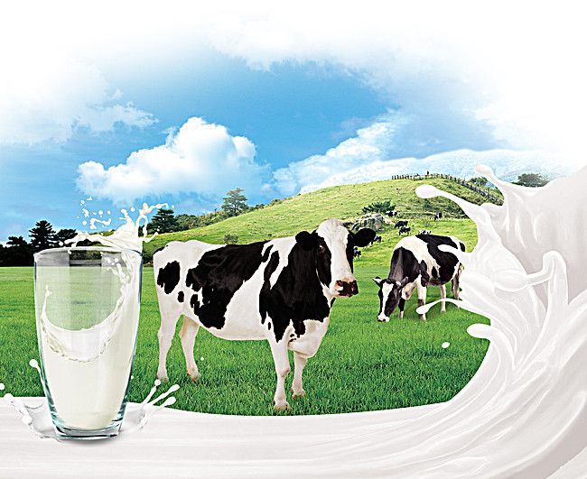 new cow.jpg