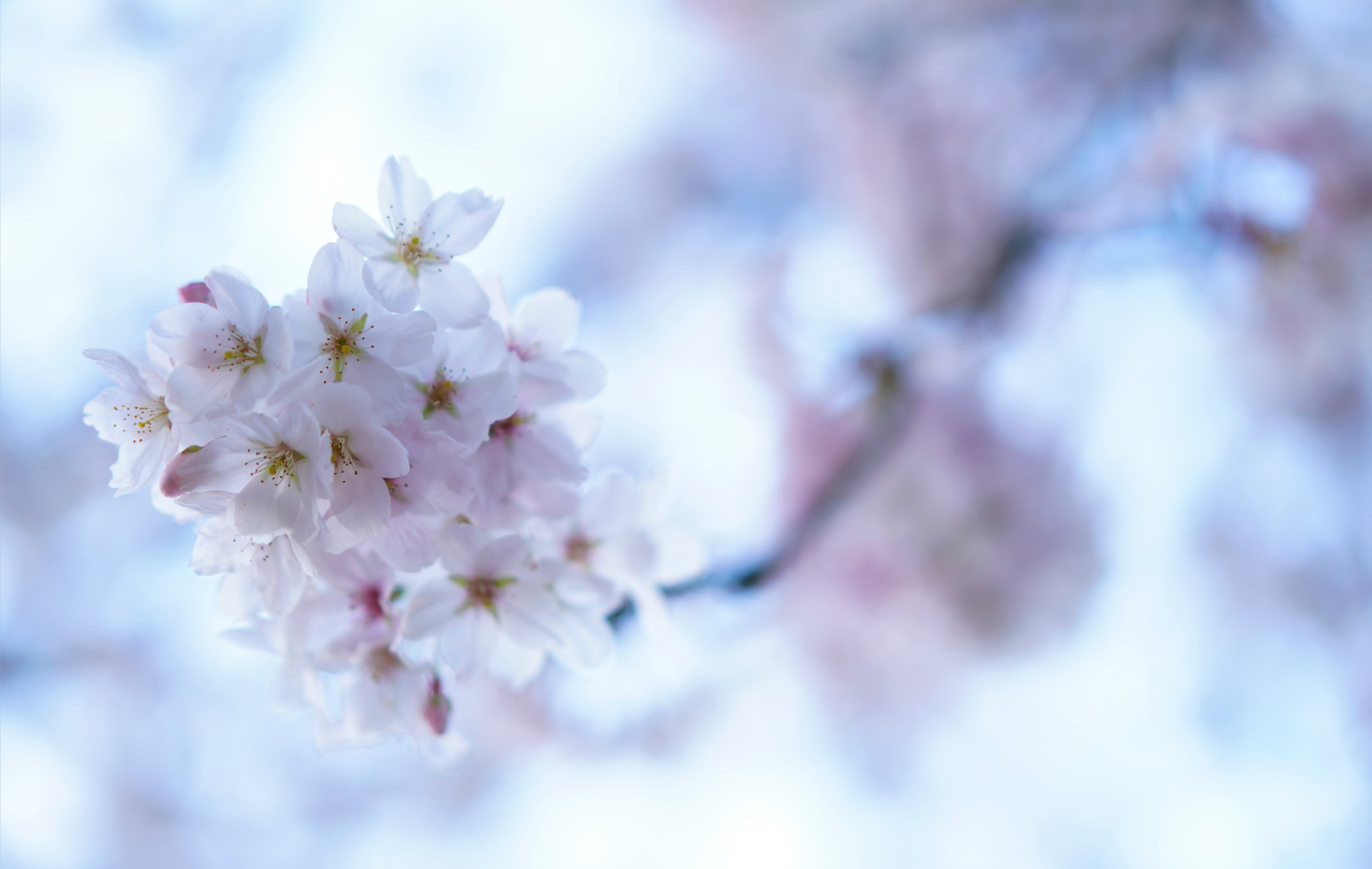 cherryblossom.jpg