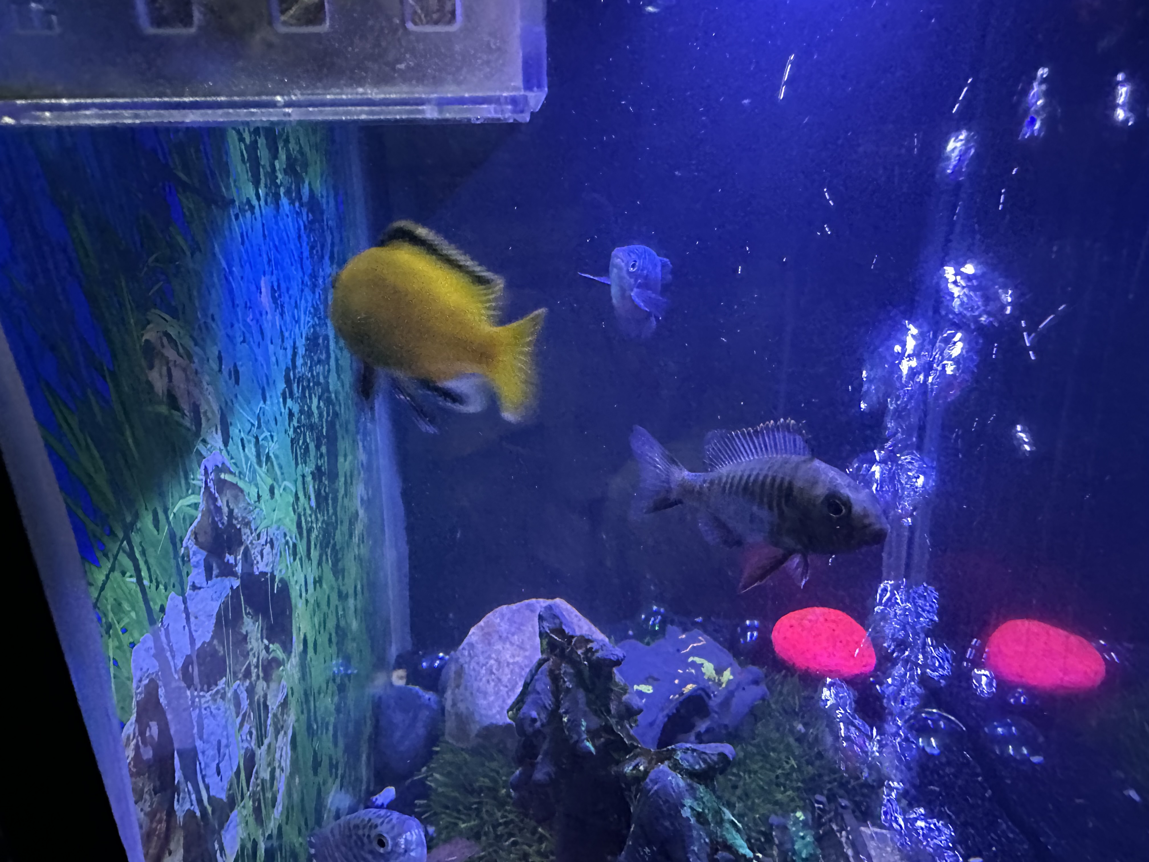 IMG_1135.jpeg