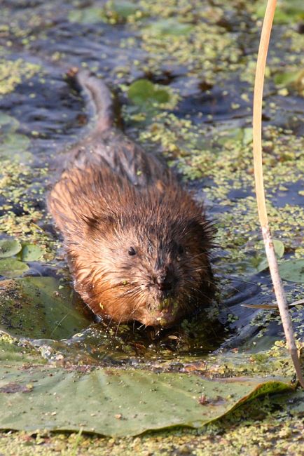 Muskrat_Michigan.jpg