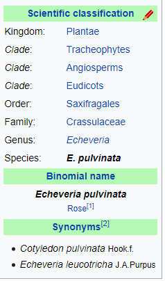 echeveria-pulvinata.png
