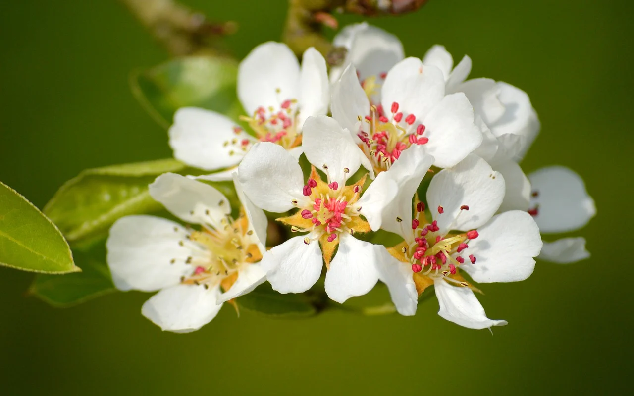 pear-blossom-9556375_1280.webp.jpg