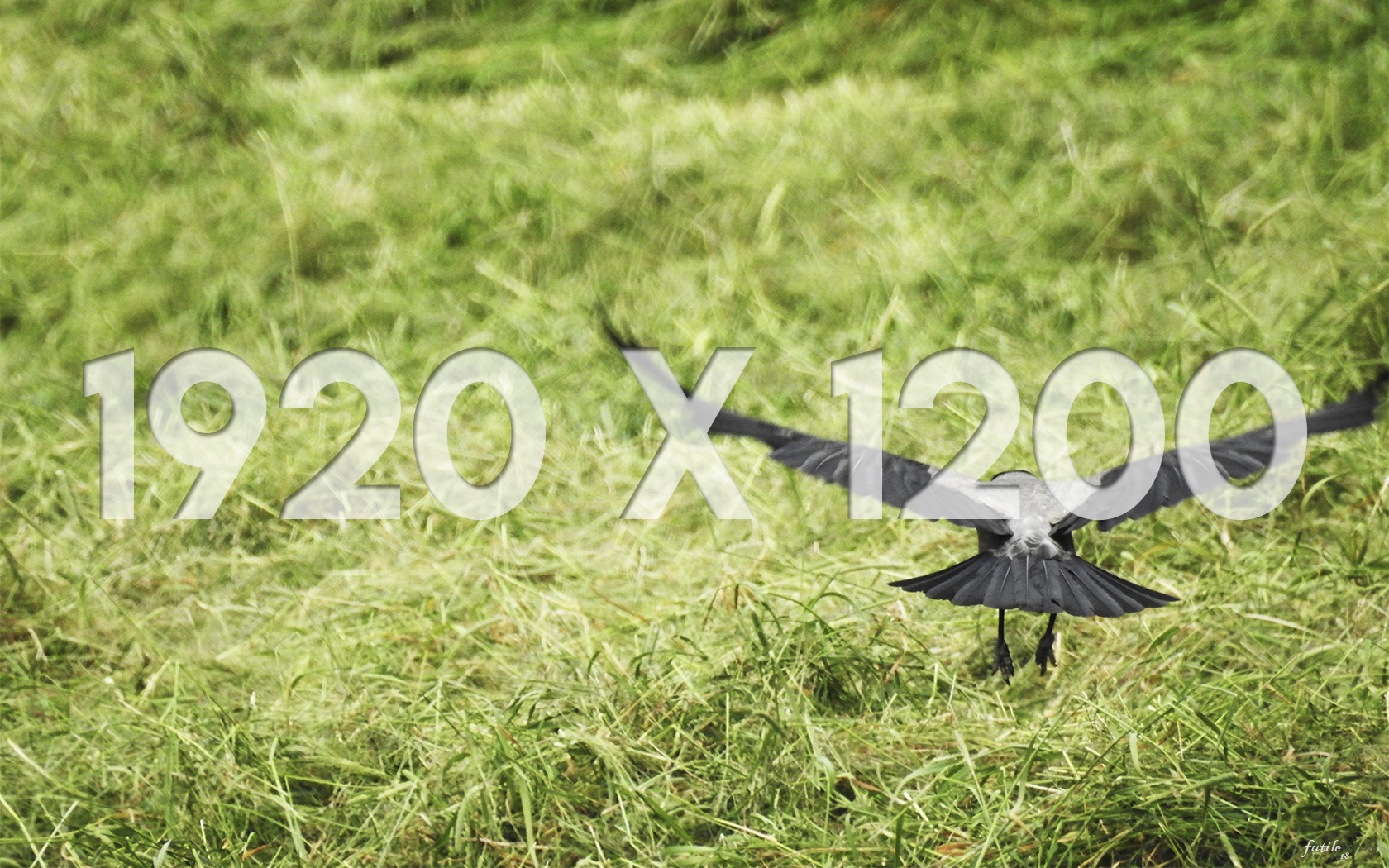 05 1920x1200 Thumbnail Crow Glider.jpg